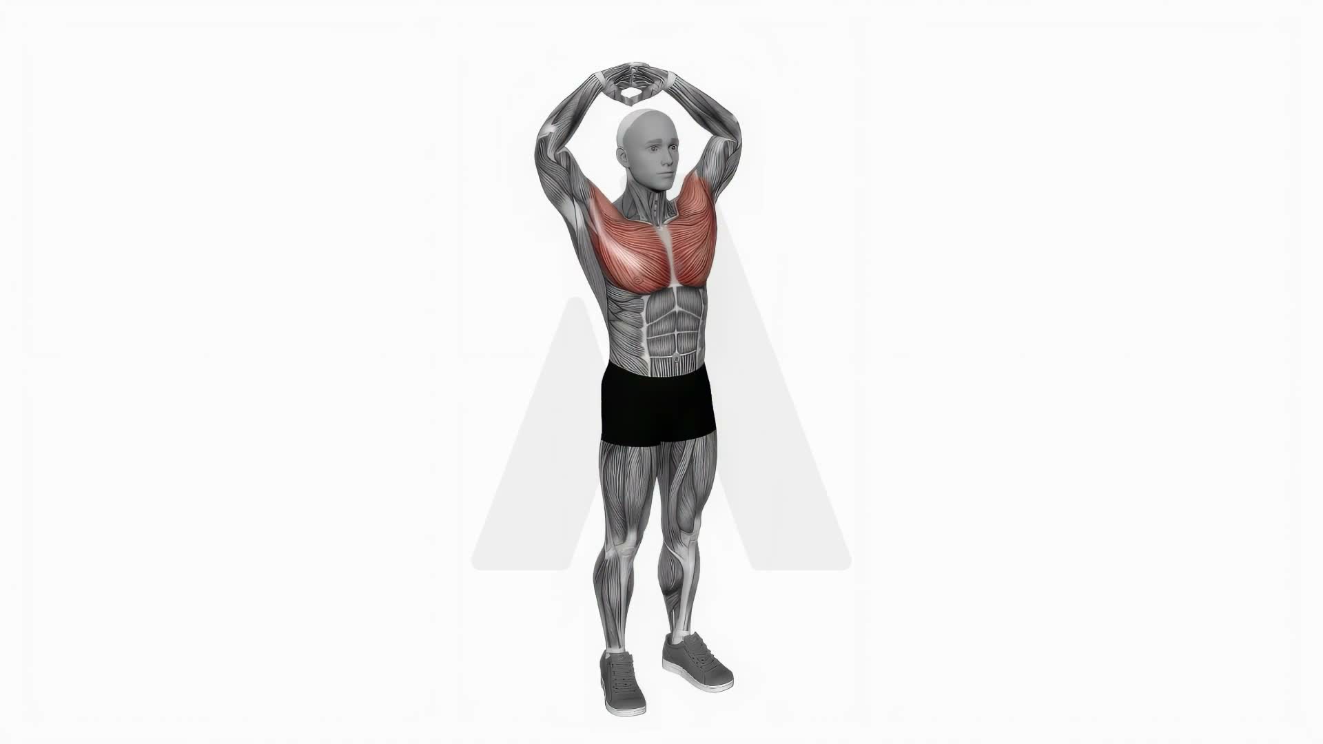 Above Head Chest Stretch exercise demonstration
