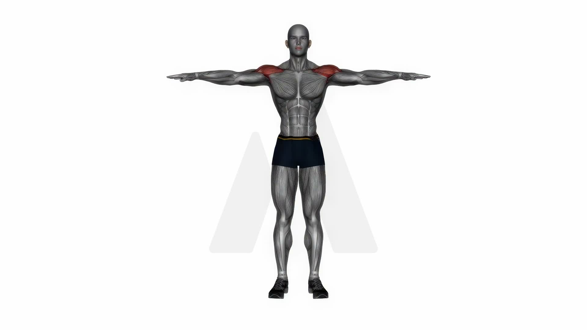 Across Chest Shoulder Stretch exercise demonstration