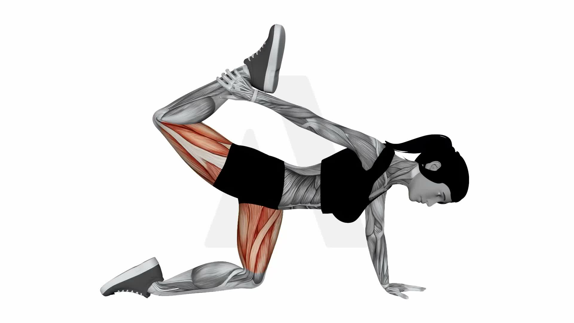 All Fours Quad Stretch exercise demonstration
