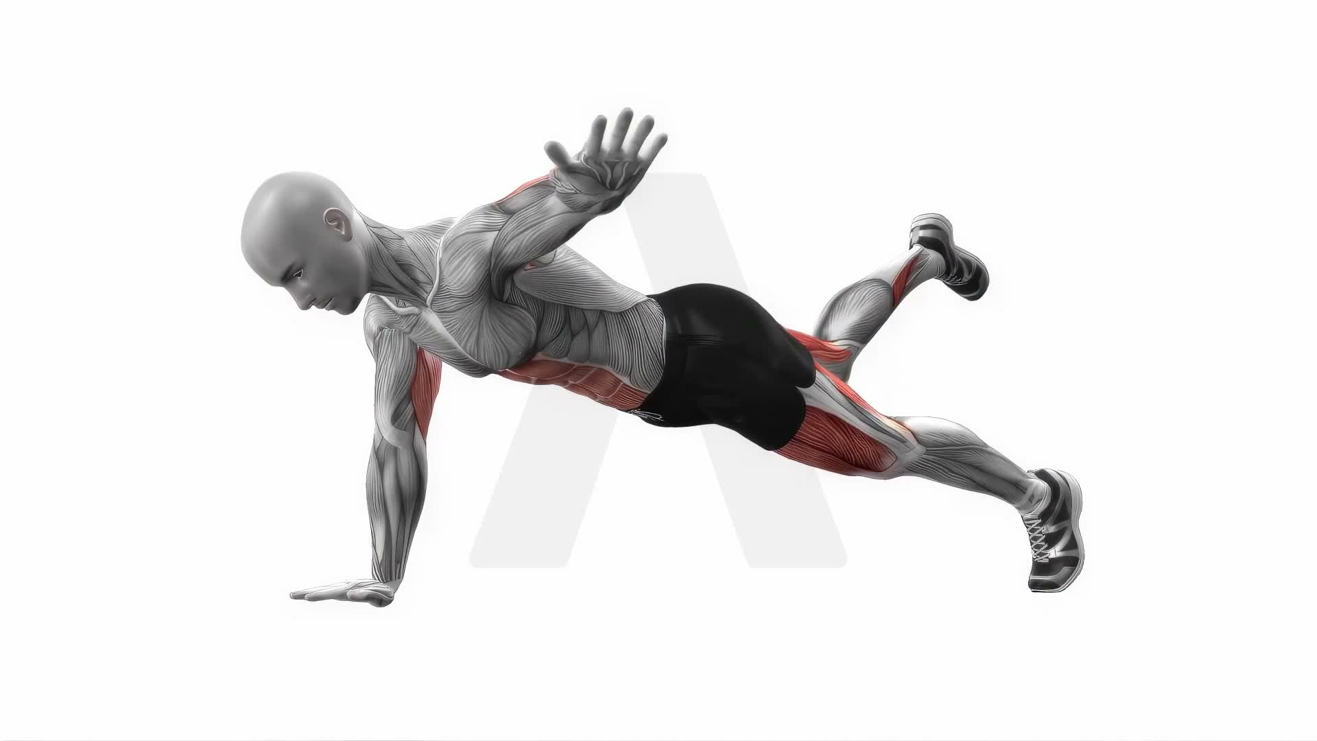 Alternate Arm Leg Plank exercise demonstration
