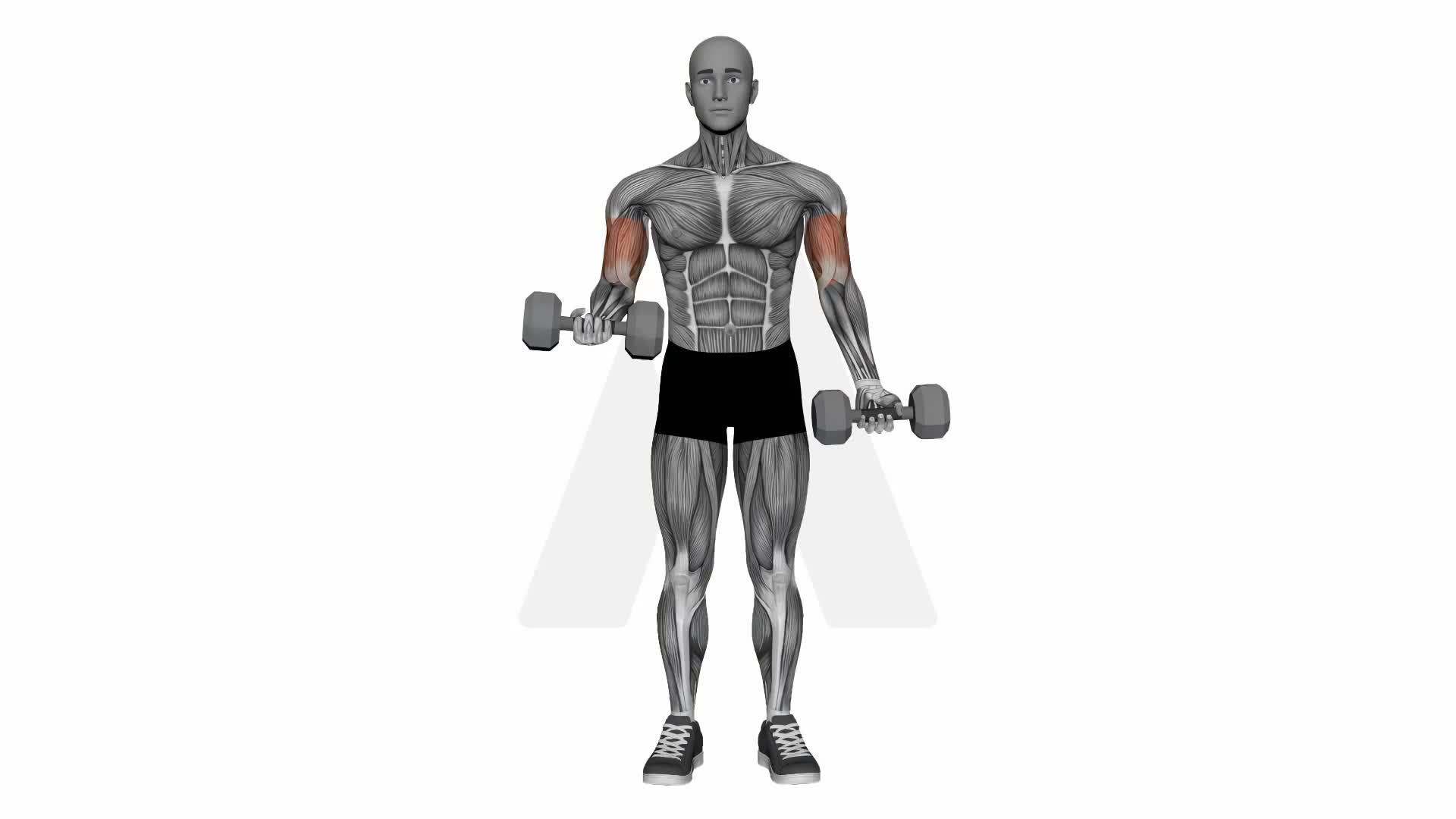 Alternate Biceps Curl Standing Dumbbells exercise demonstration