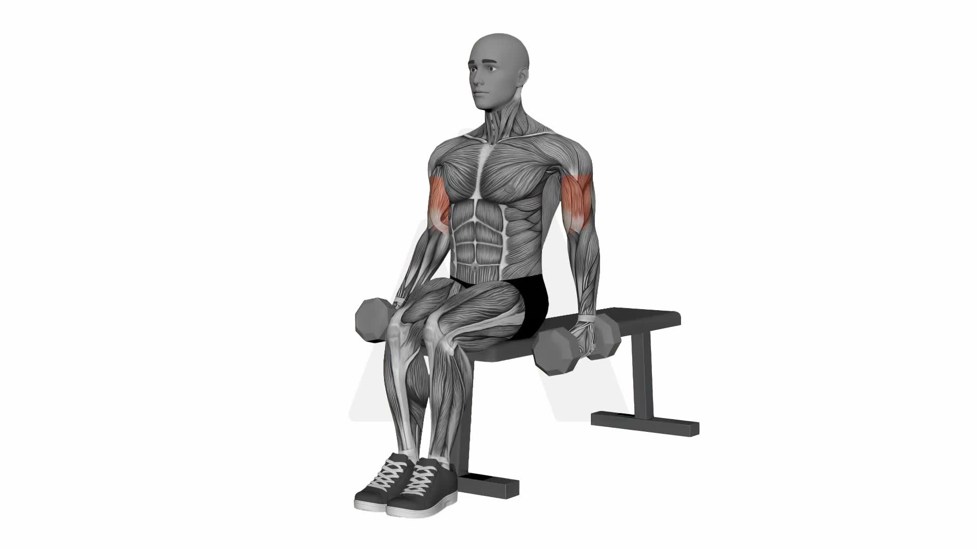Alternate Hammer Curl Seated Dumbbells exercise demonstration