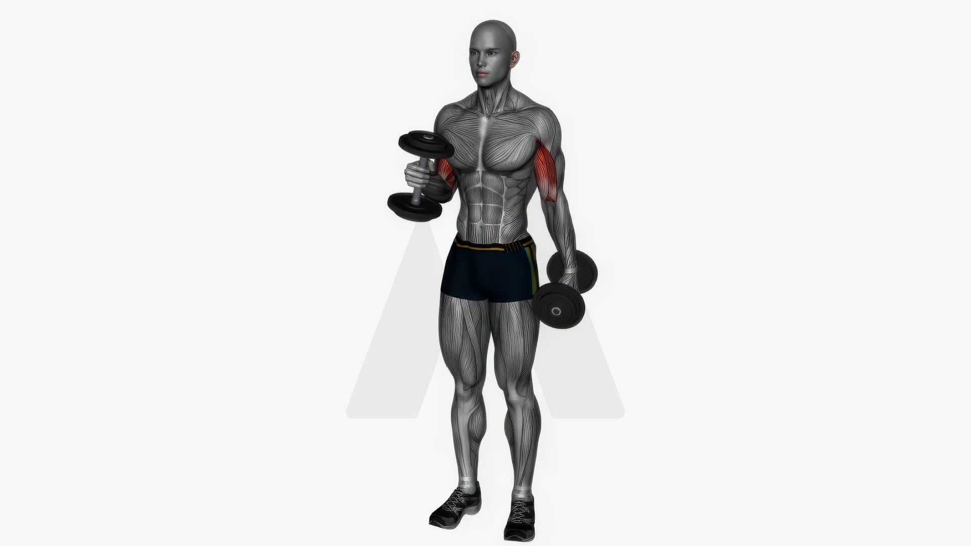 Alternate Hammer Curl Standing Dumbbells exercise demonstration