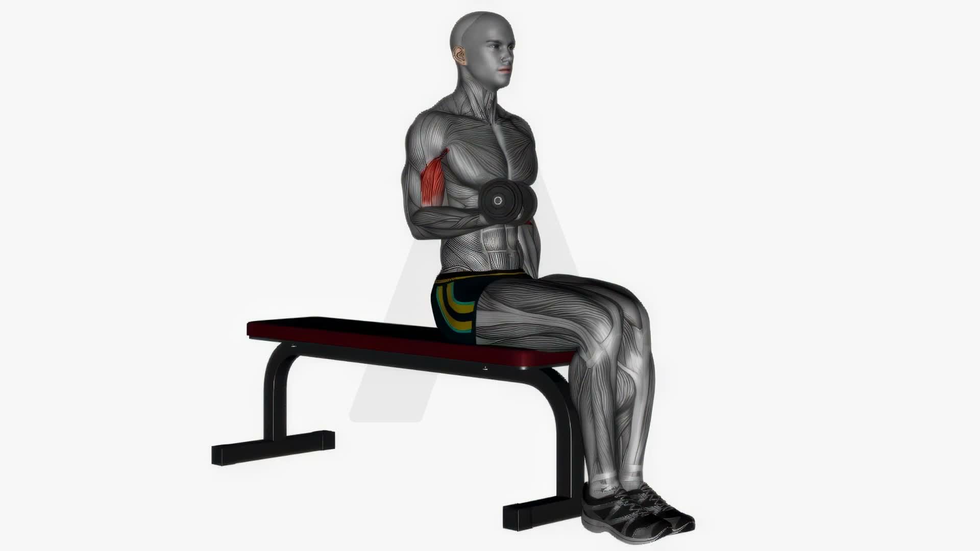 Alternating Biceps Curl Seated Dumbbells exercise demonstration