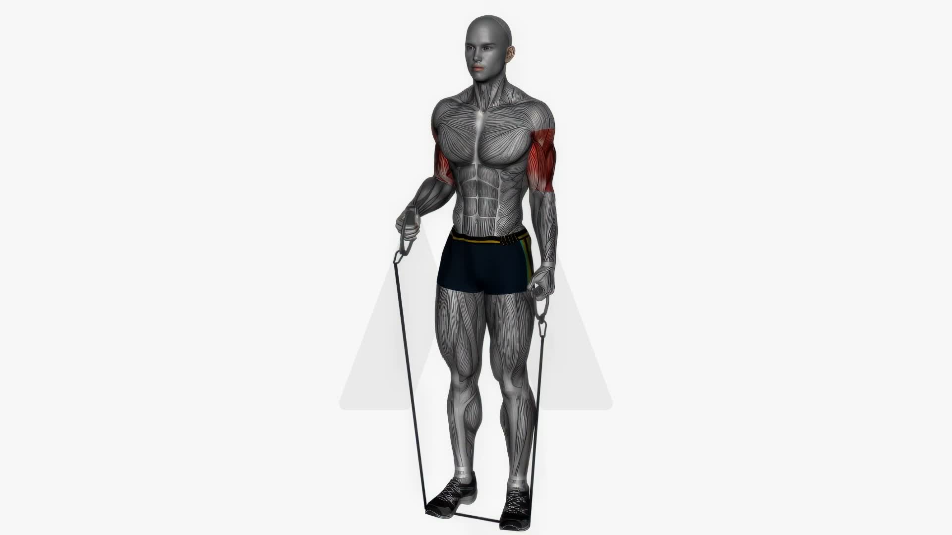 Alternating Biceps Hammer Curls Resistance Band exercise demonstration