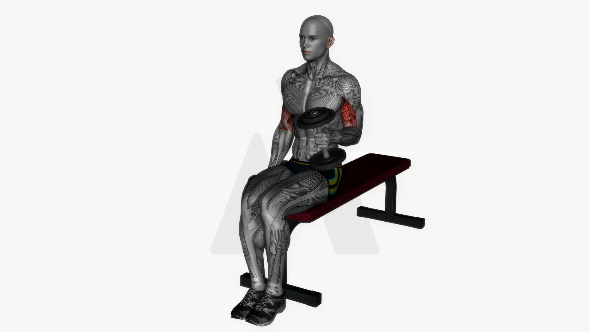 Alternating Hammer Curls Seated Dumbbells exercise demonstration