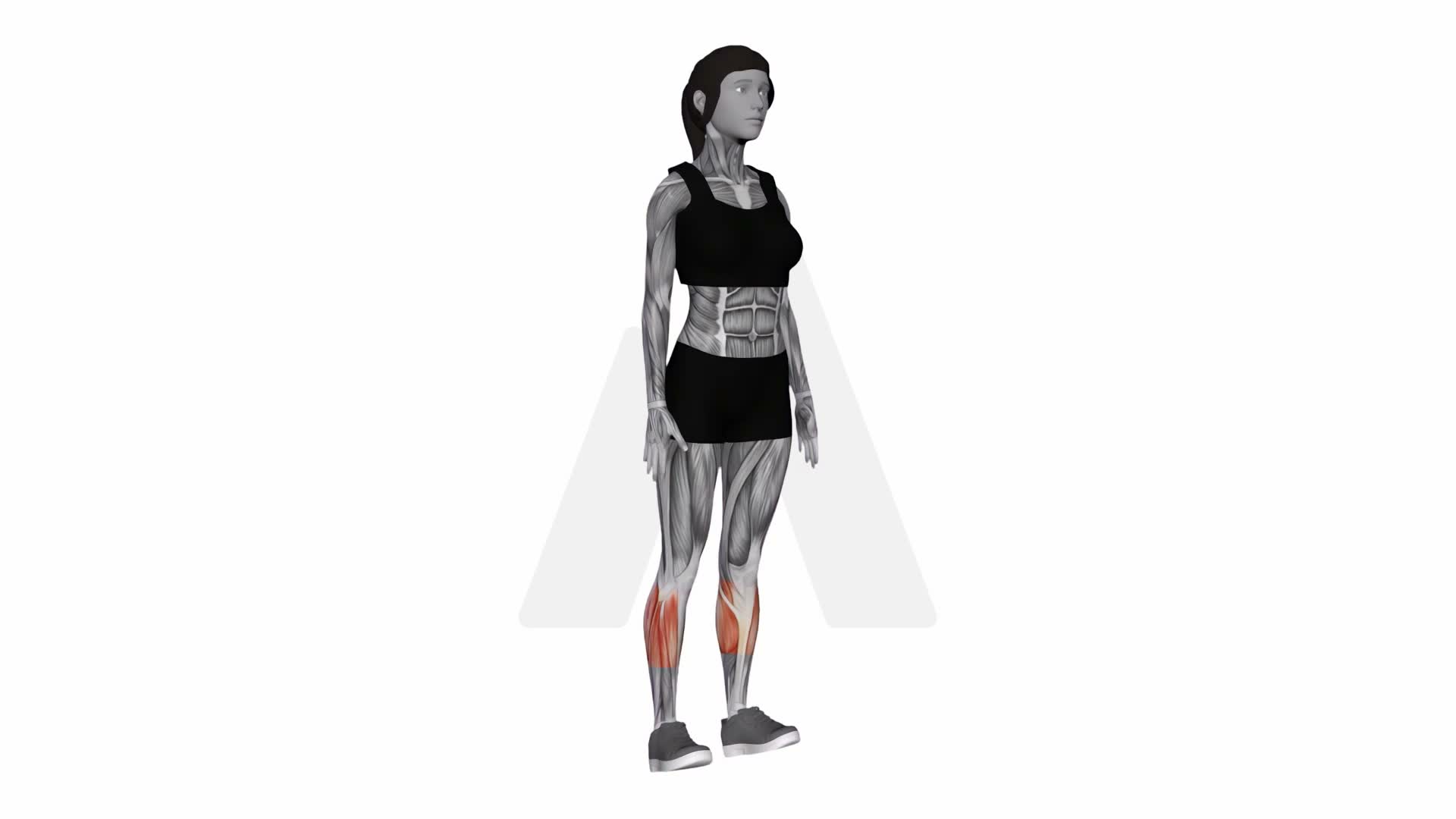 Ankle Dorsal Flexion exercise demonstration