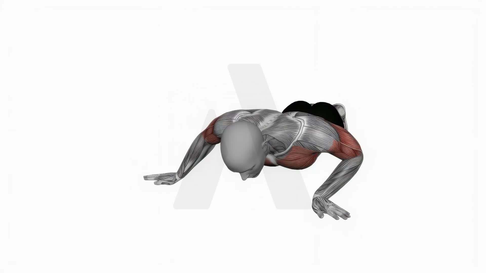 Archer Push Up exercise demonstration
