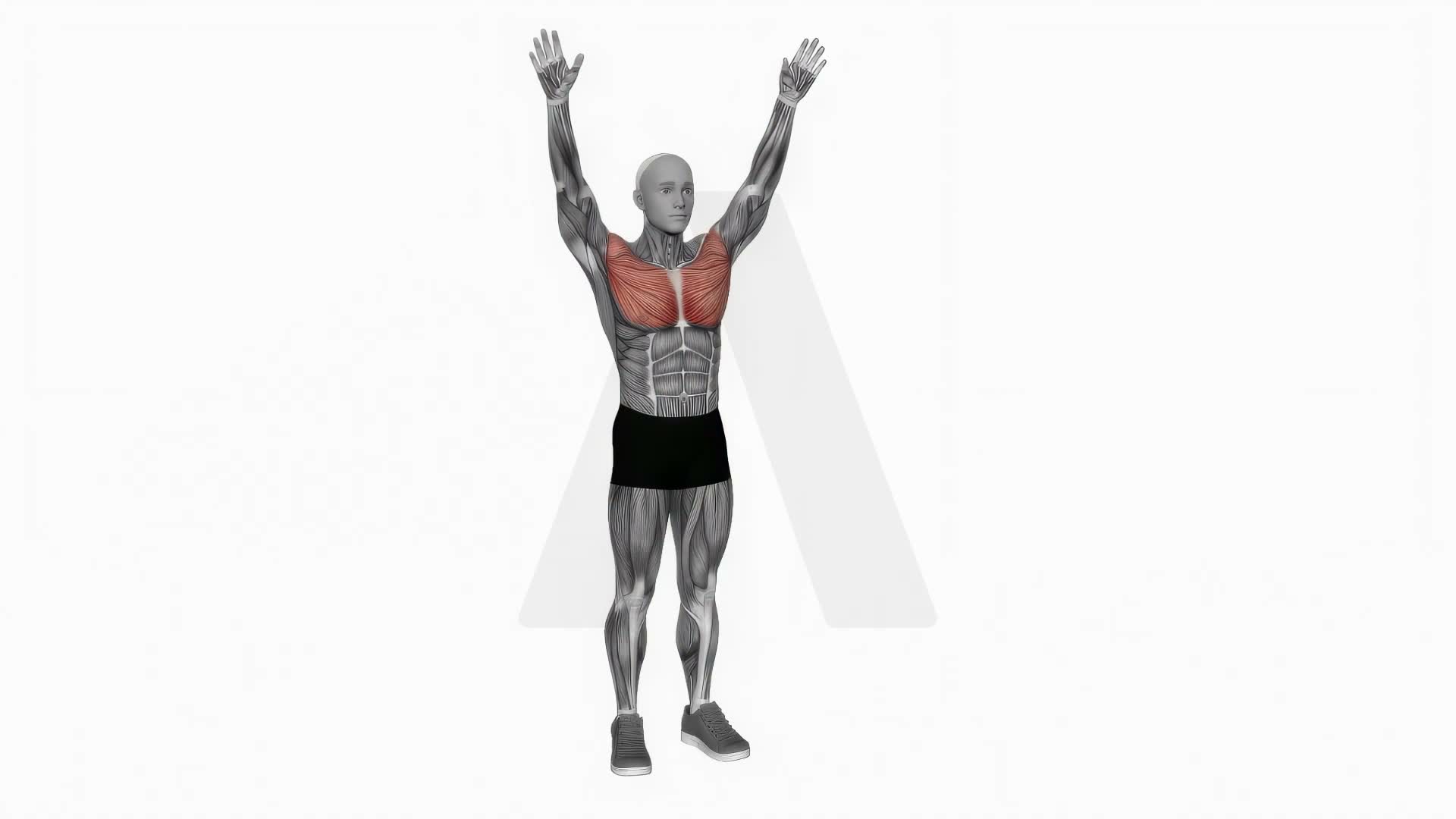 Arm Circle exercise demonstration