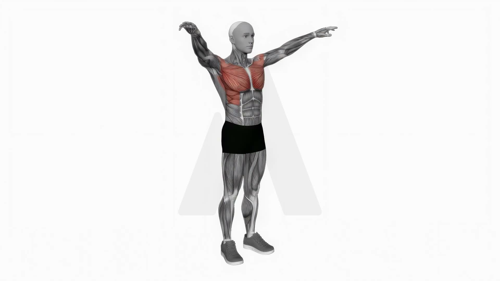 Arm Circles Backward exercise demonstration