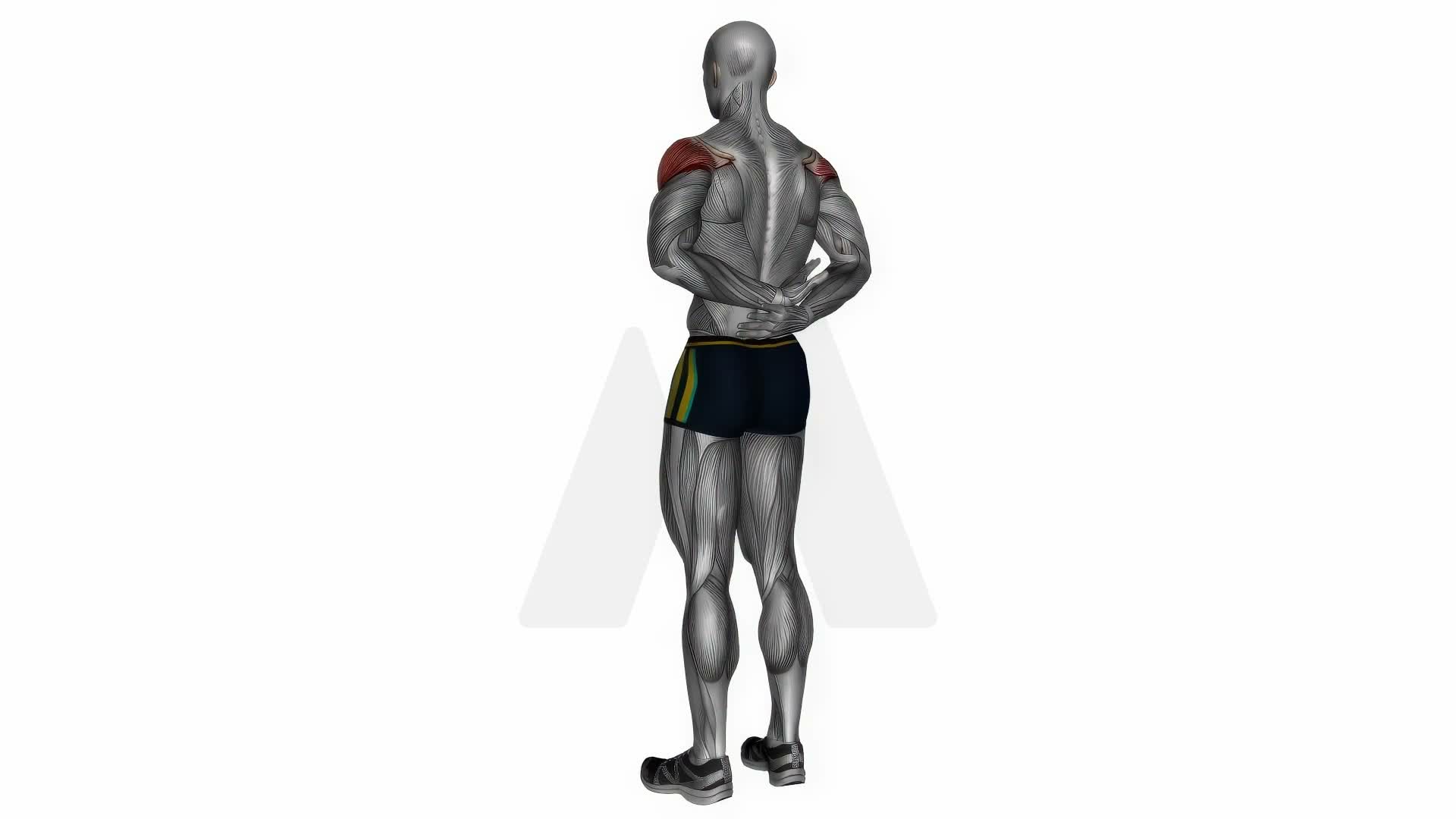 Arms Behind Back Shoulder Flexor Stretch exercise demonstration