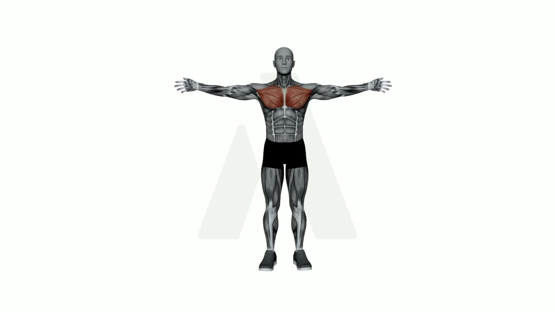 Arms Wide Chest Stretch exercise demonstration