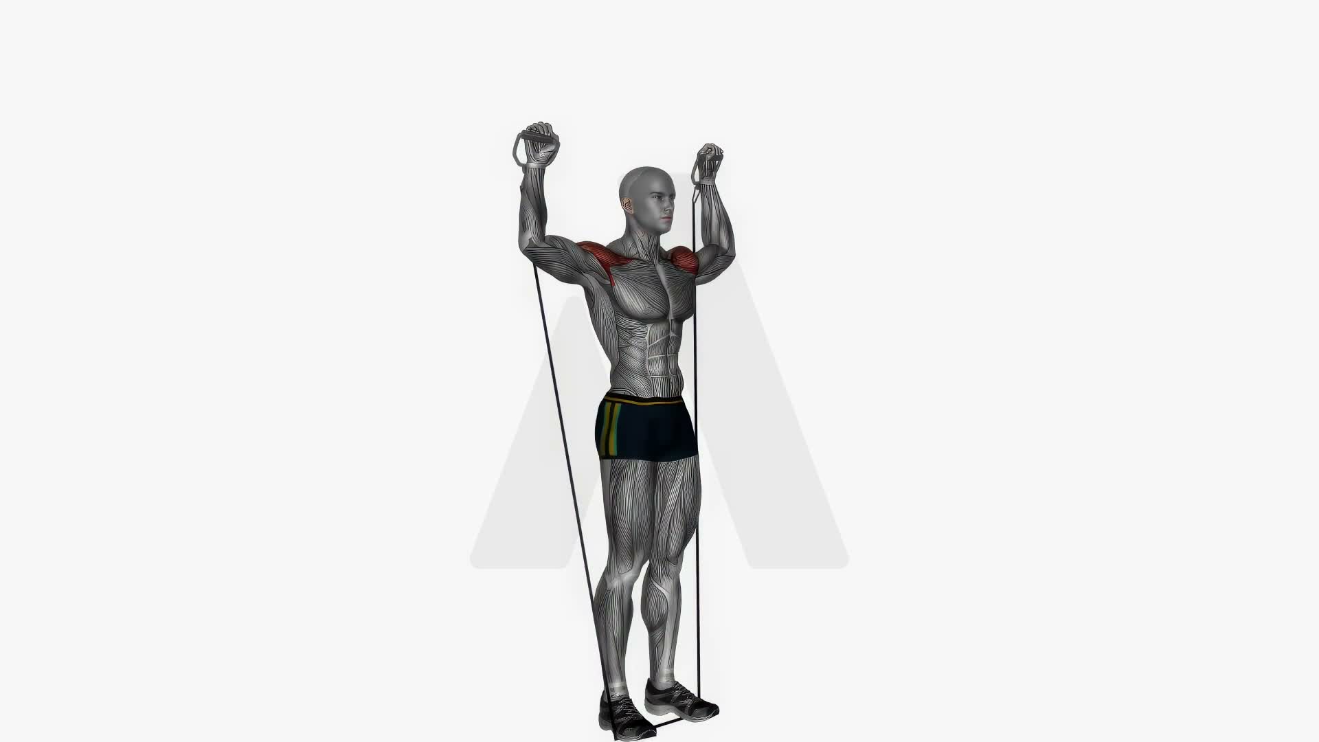 Arnold Press Cable Resistance Band Standing exercise demonstration