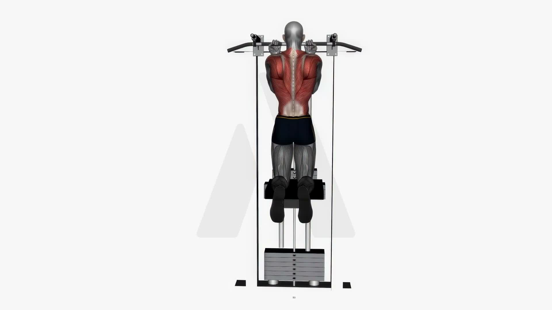 Assisted Chin Up Normal Width Reverse Grip exercise demonstration