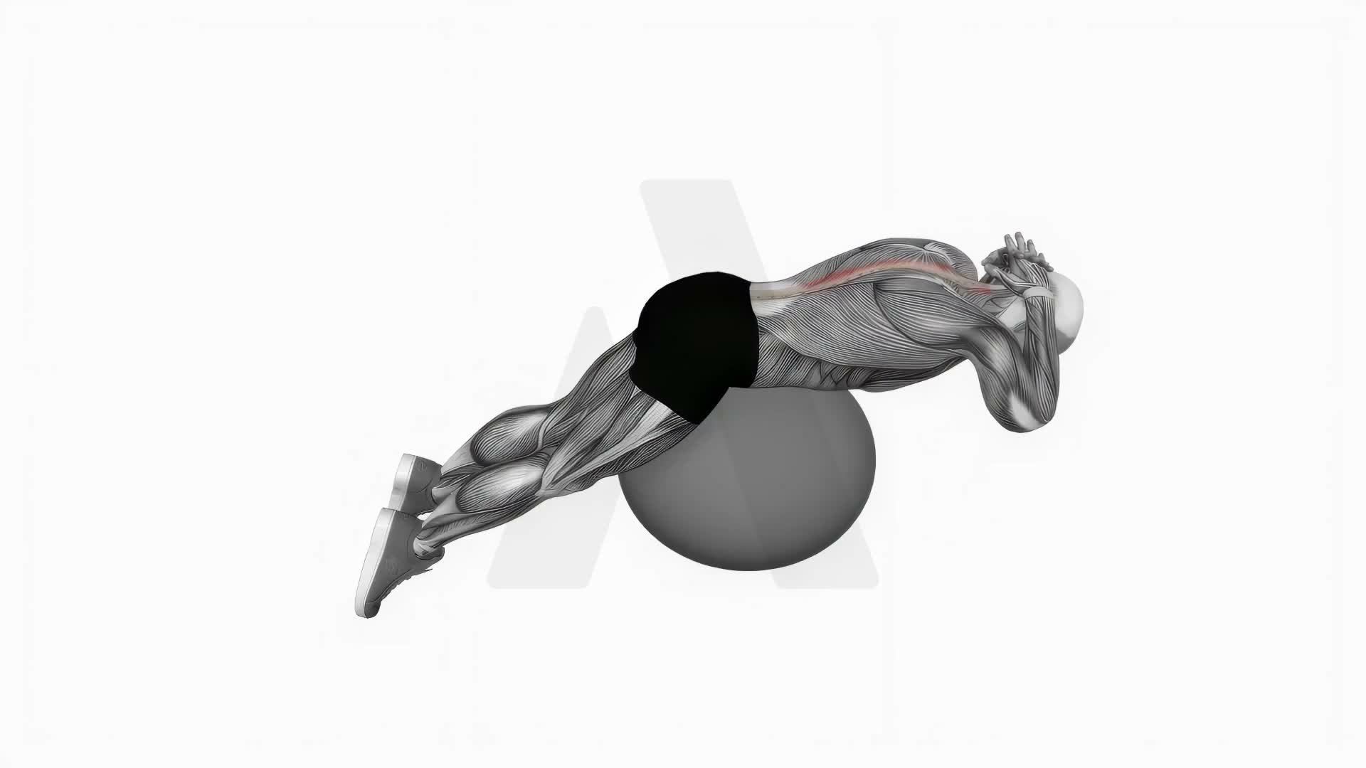 Back Extension On Exercise Ball exercise demonstration