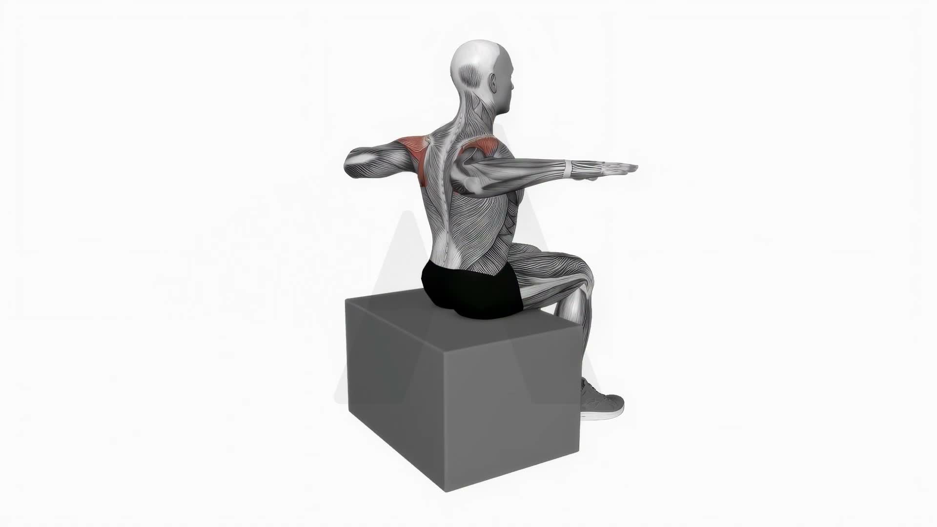 Back Squeeze exercise demonstration