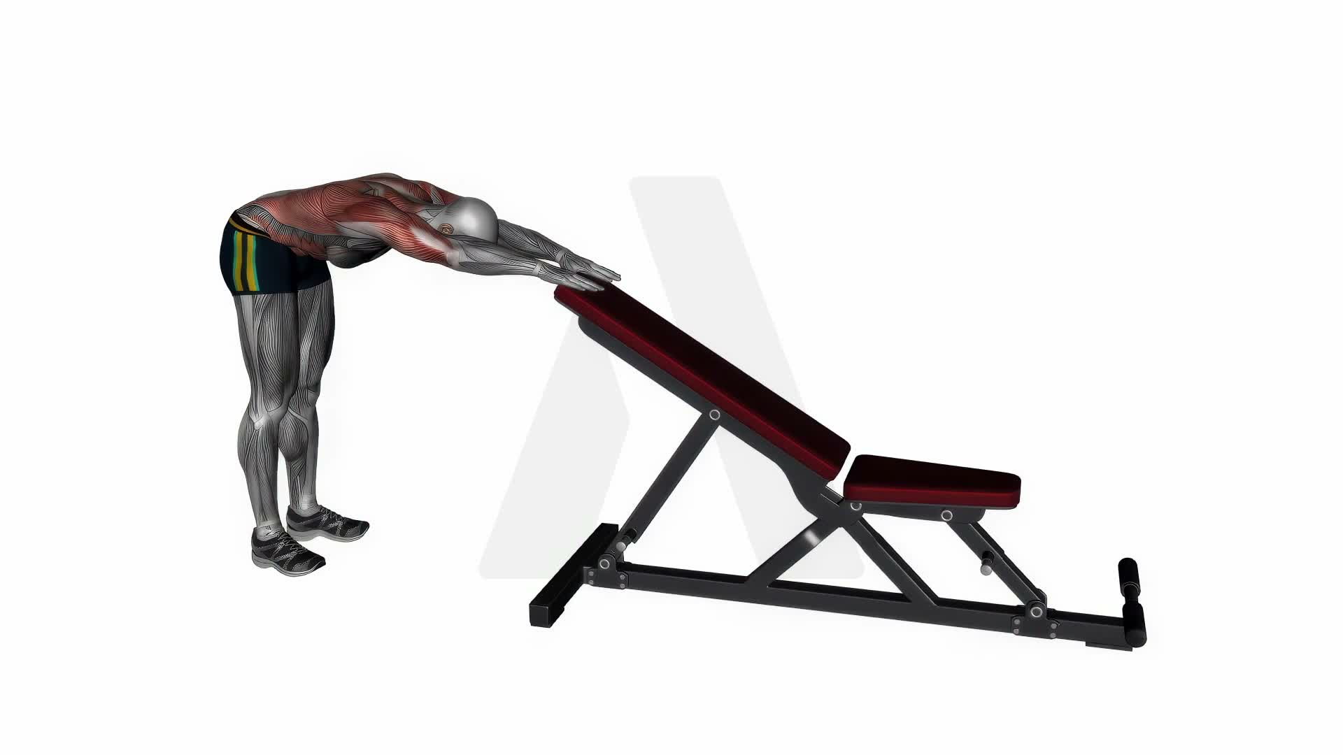 Back Stretch Dynamic exercise demonstration