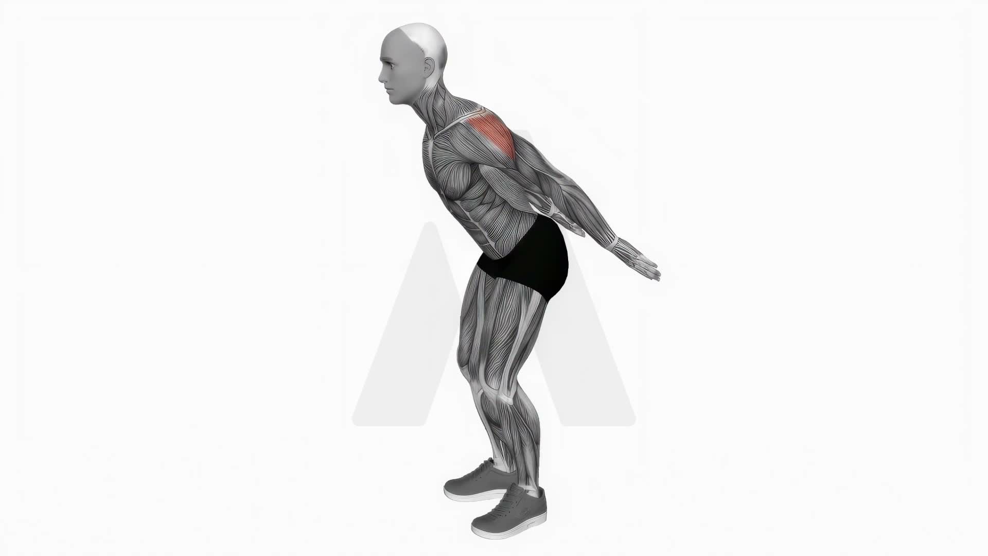 Backhand Raise exercise demonstration