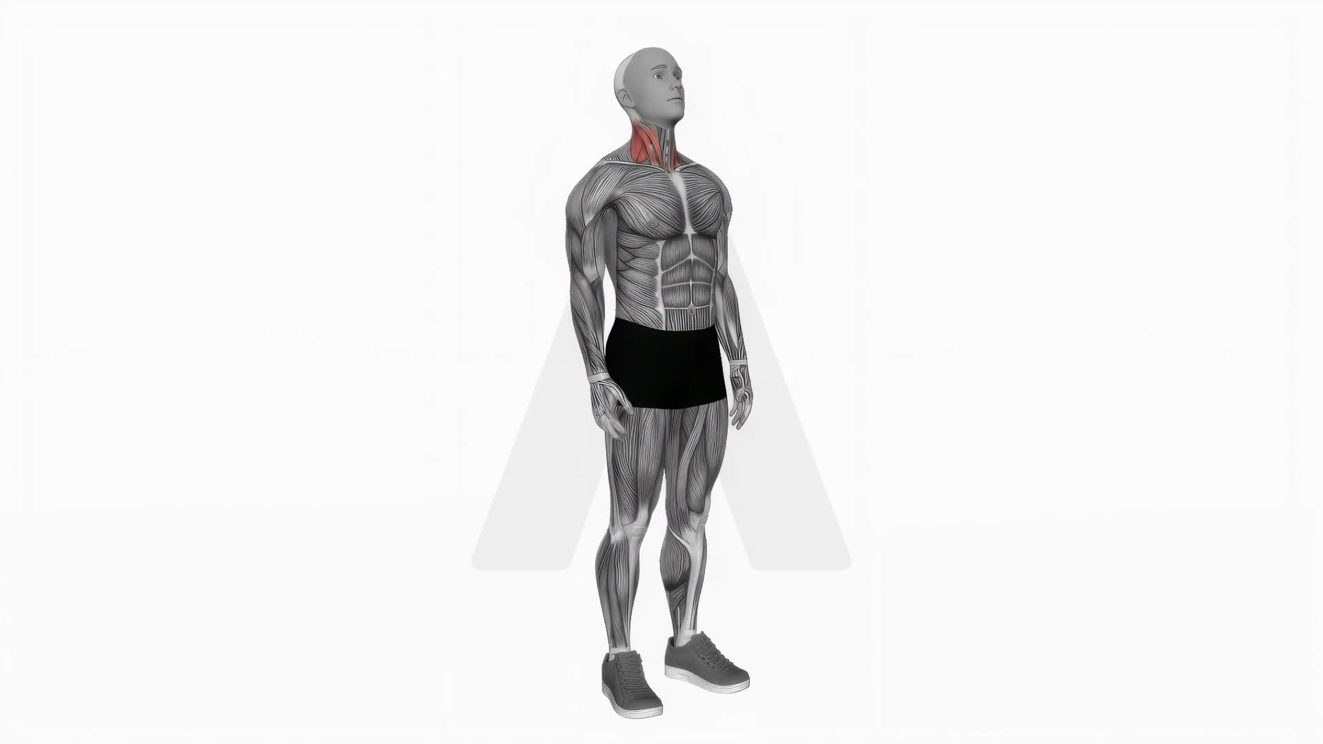 Backward Forward Turn To Side Neck Stretch exercise demonstration