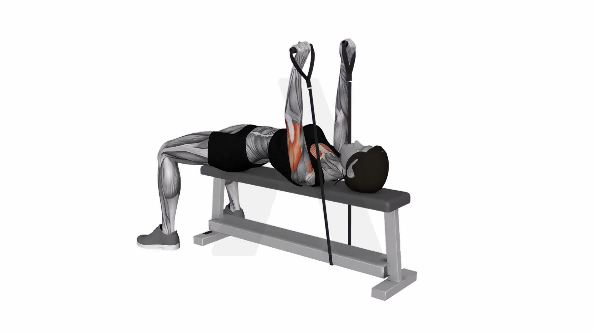 Band Bench Press exercise demonstration
