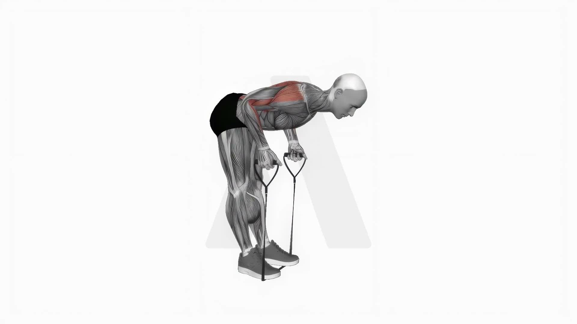 Band Bent Over Row exercise demonstration