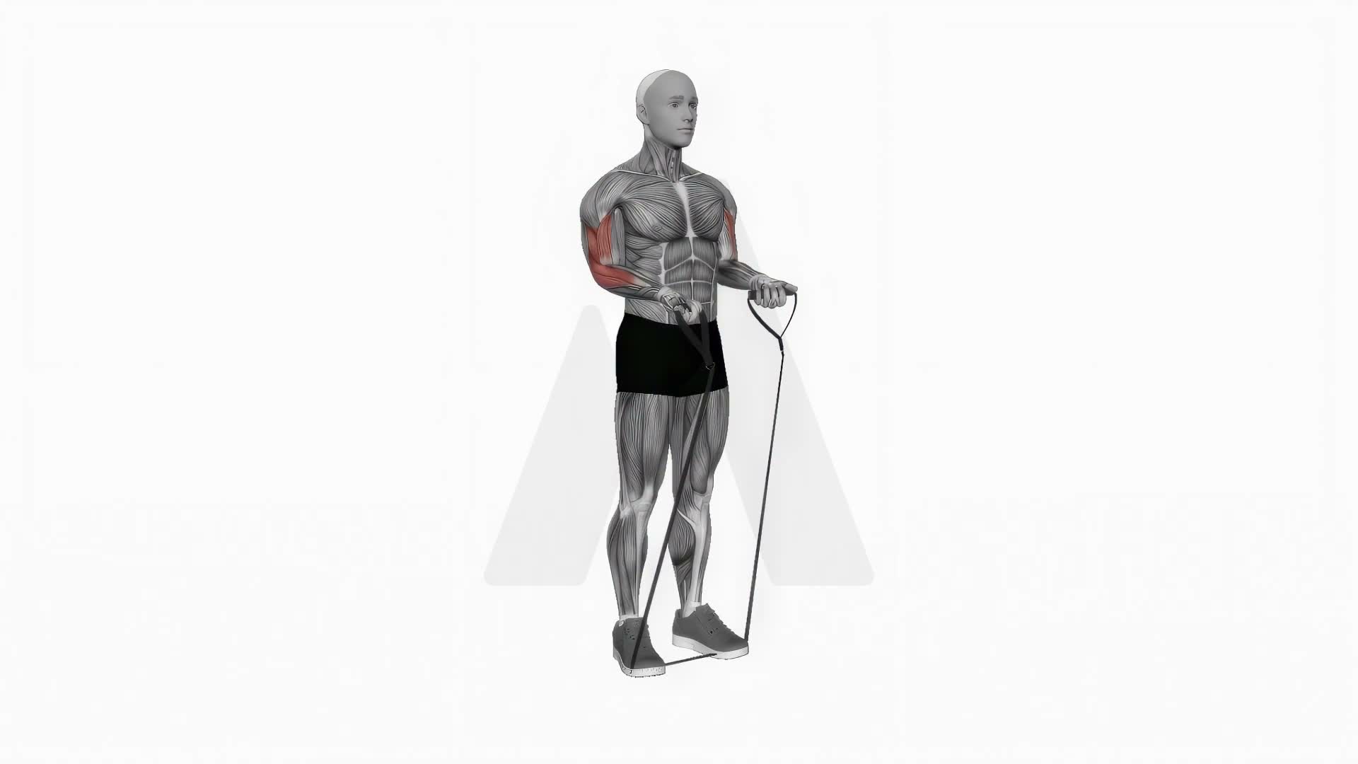 Band Close Grip Biceps Curl exercise demonstration