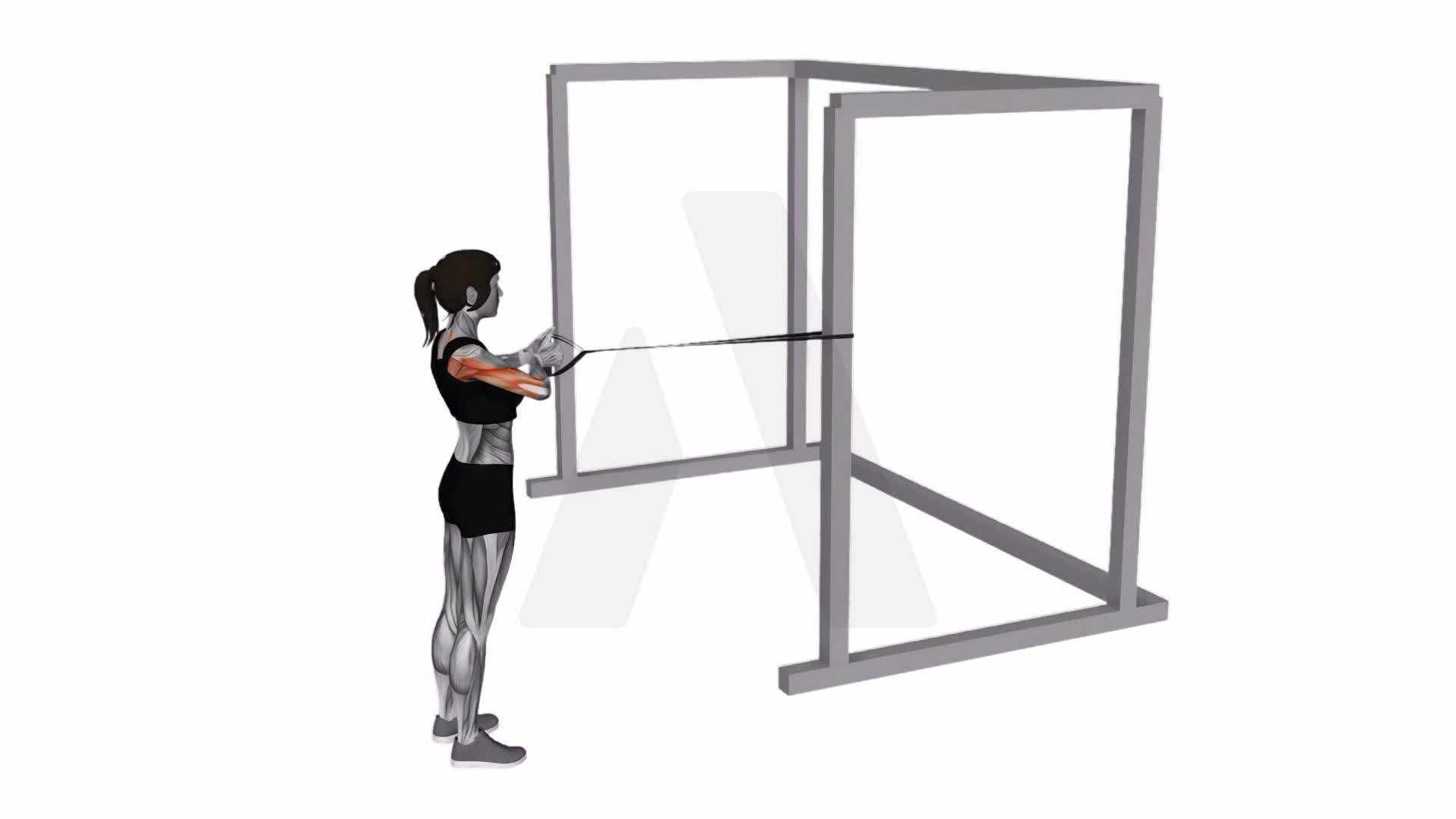 Band Close Grip Row exercise demonstration