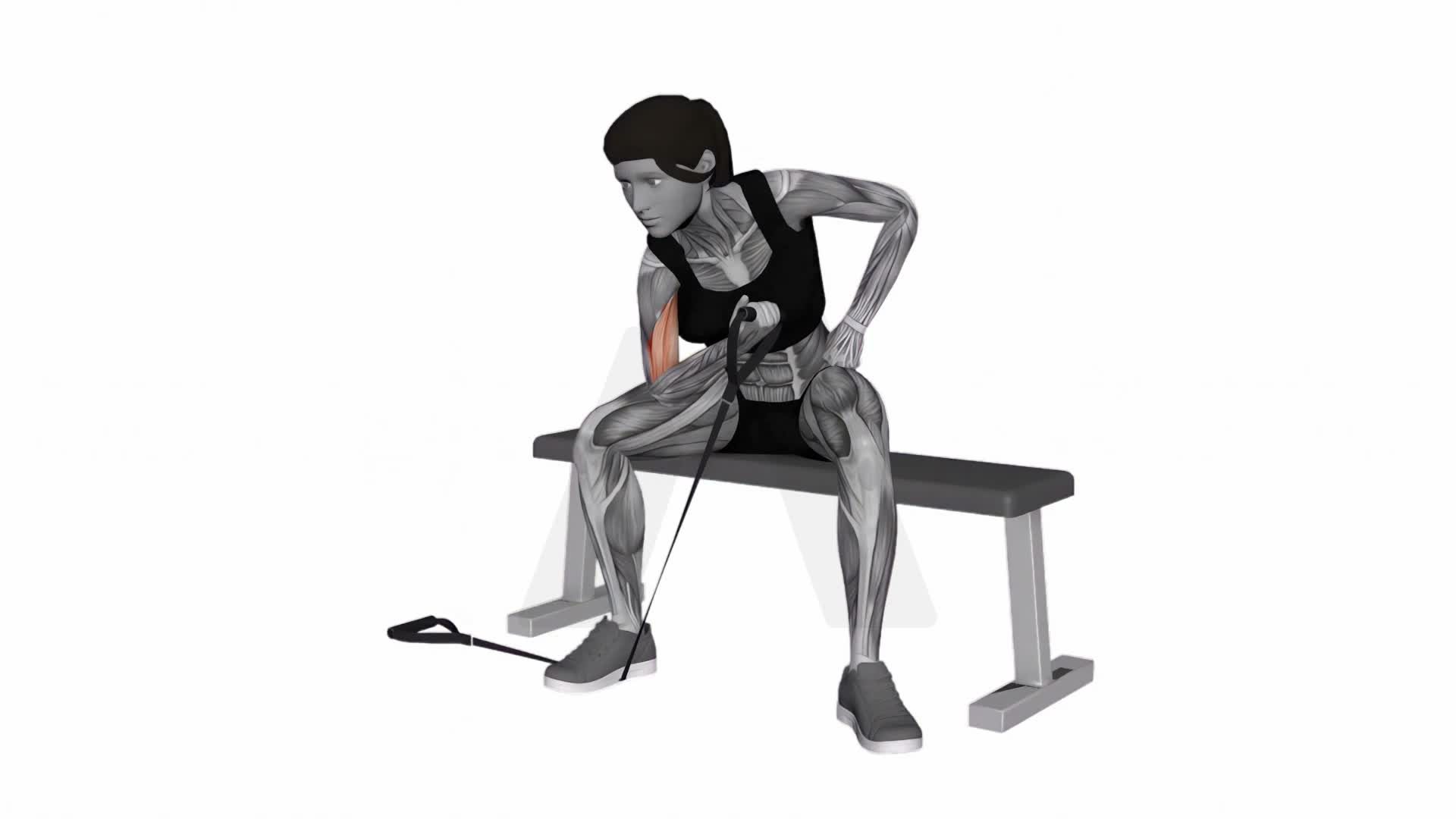 Band Concentration Curl exercise demonstration