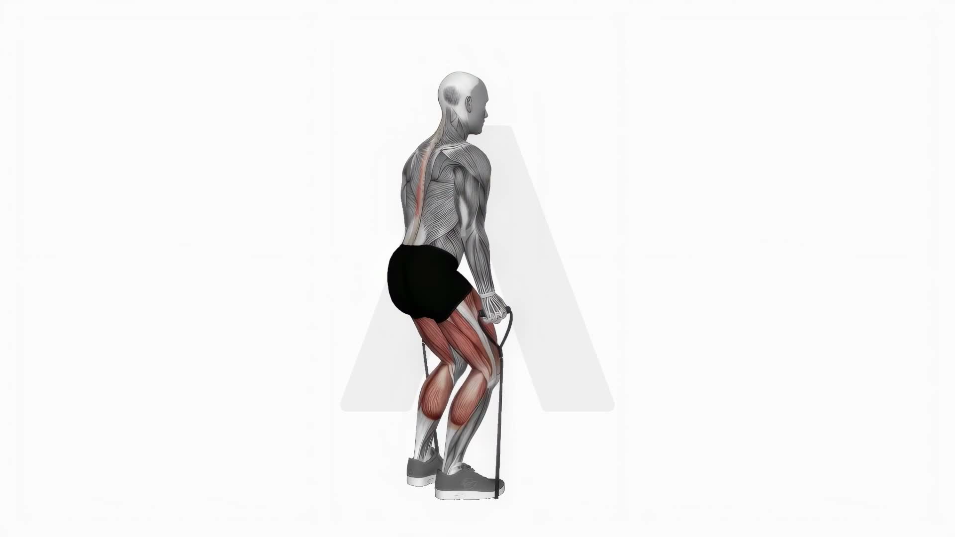 Band Deadlift exercise demonstration