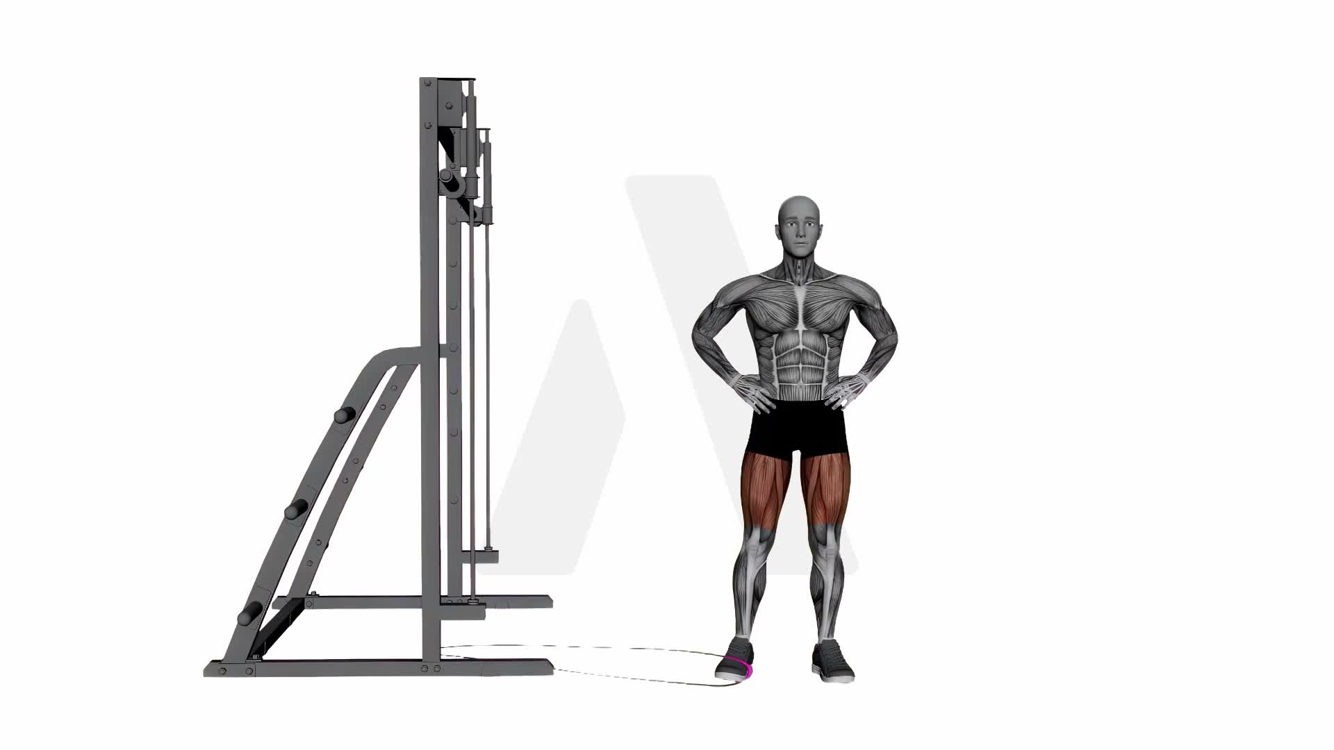 Band Hip Adduction exercise demonstration