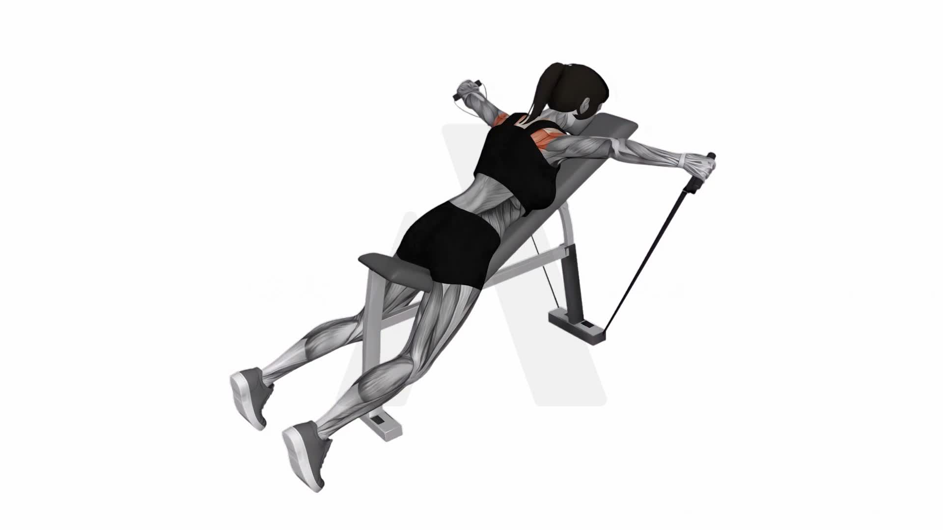 Band Reverse Fly exercise demonstration