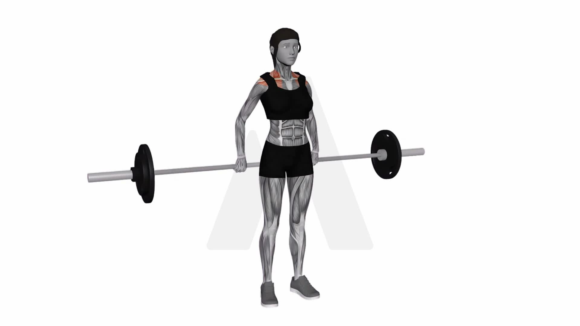 Barbell Back Wide Shrug exercise demonstration