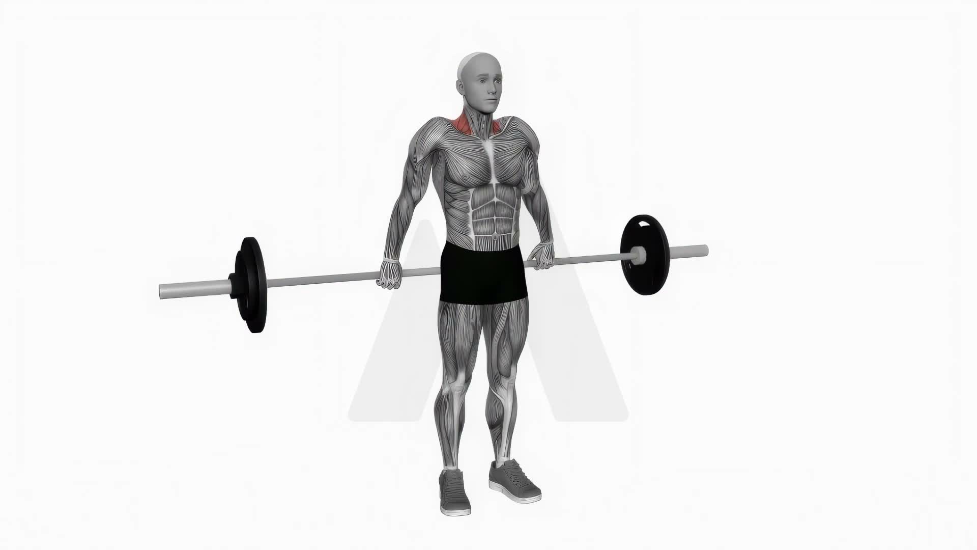 Barbell Back Wide Shrugs exercise demonstration