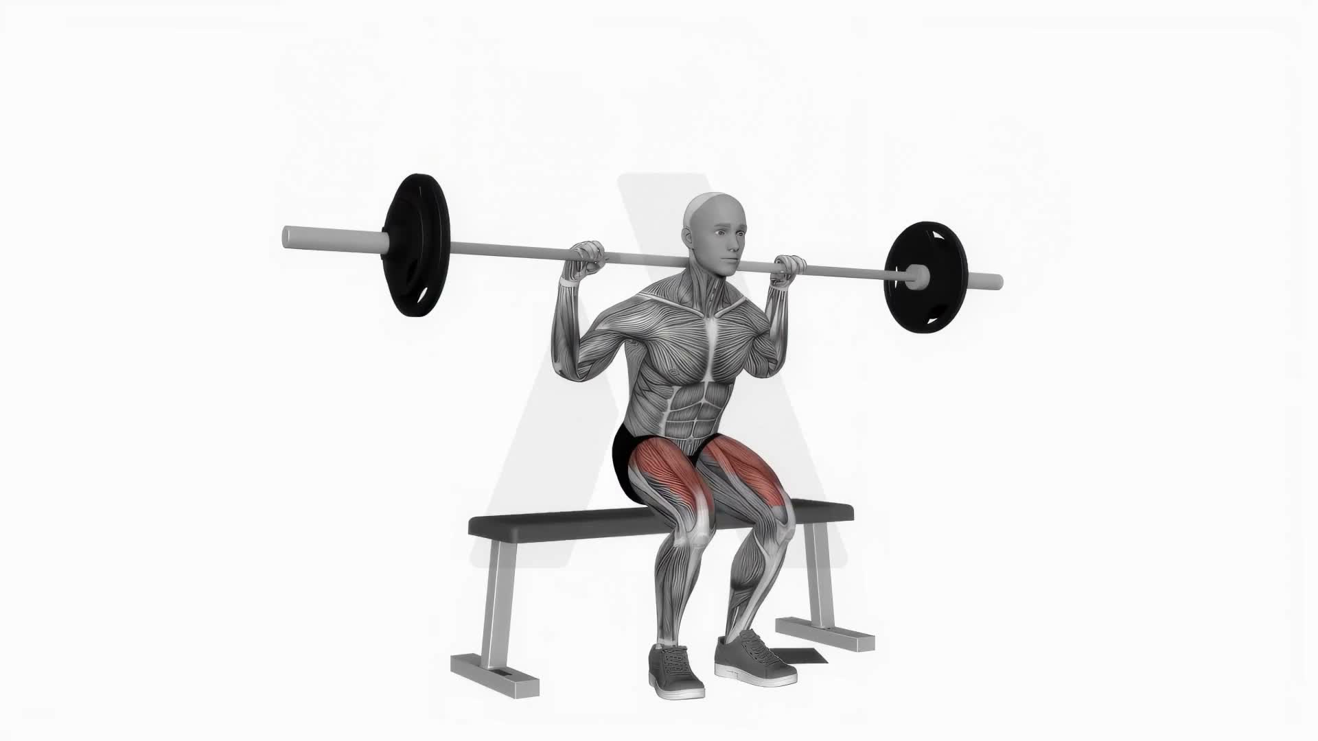 Barbell Bench Squats exercise demonstration