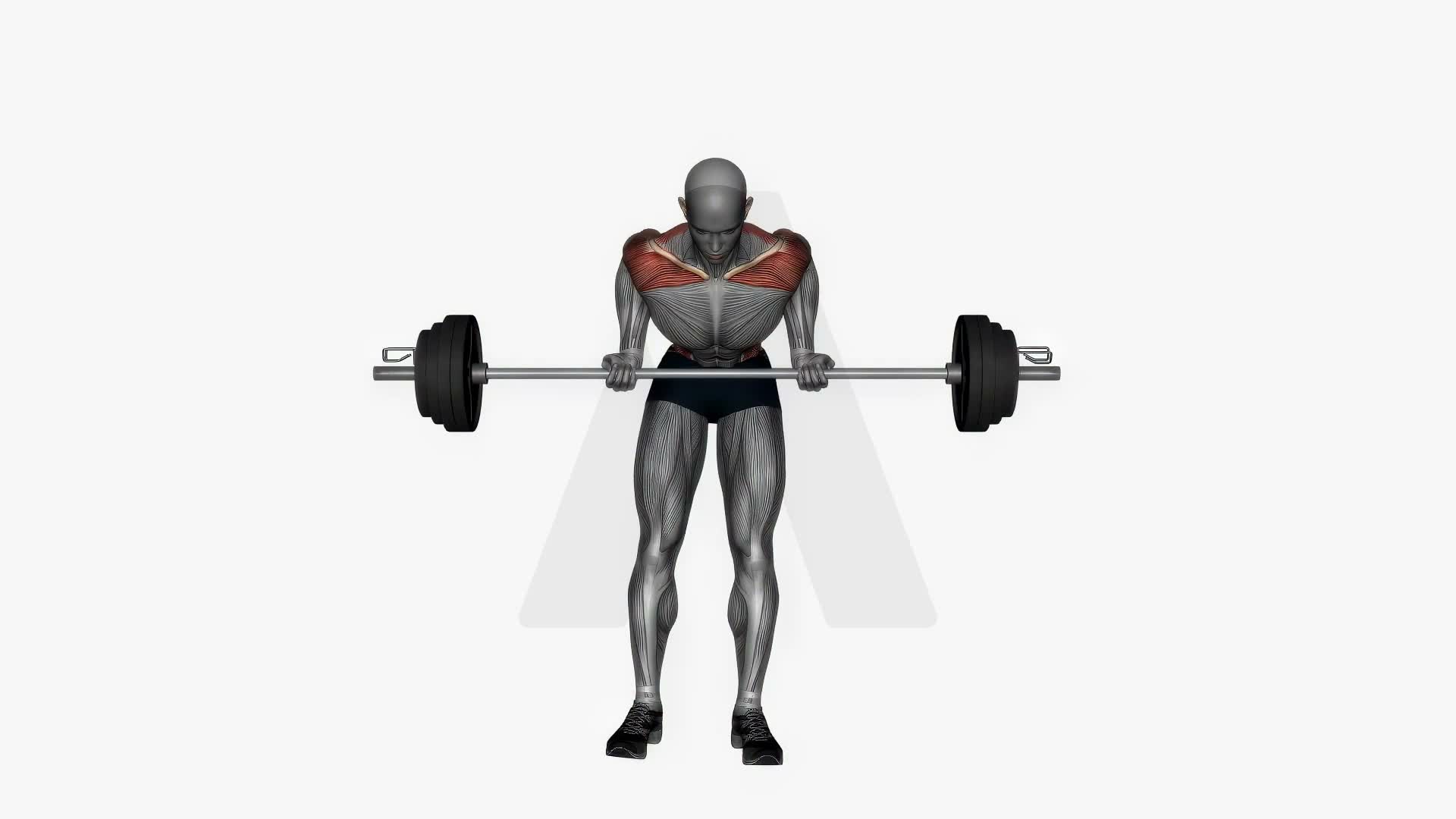 Barbell Bent Over Row Supinated Grip exercise demonstration