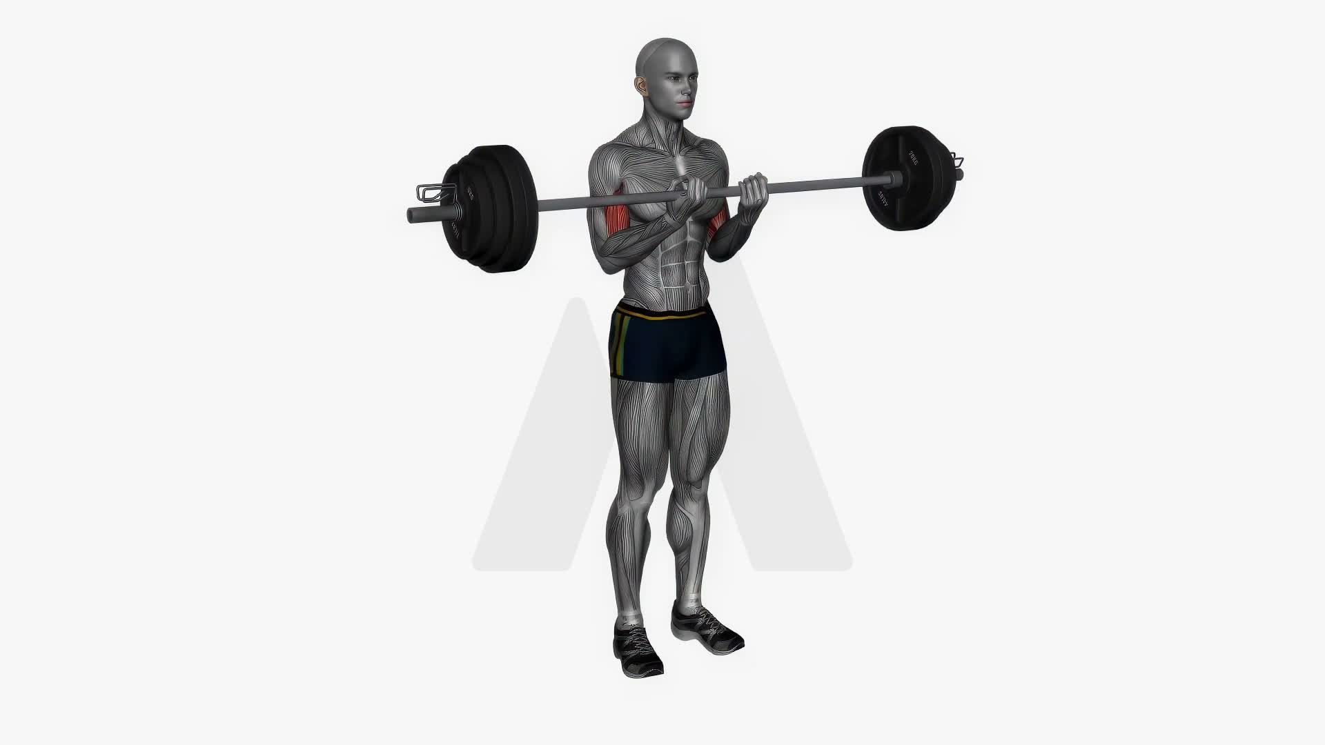 Barbell Bicep Curl Close Grip exercise demonstration