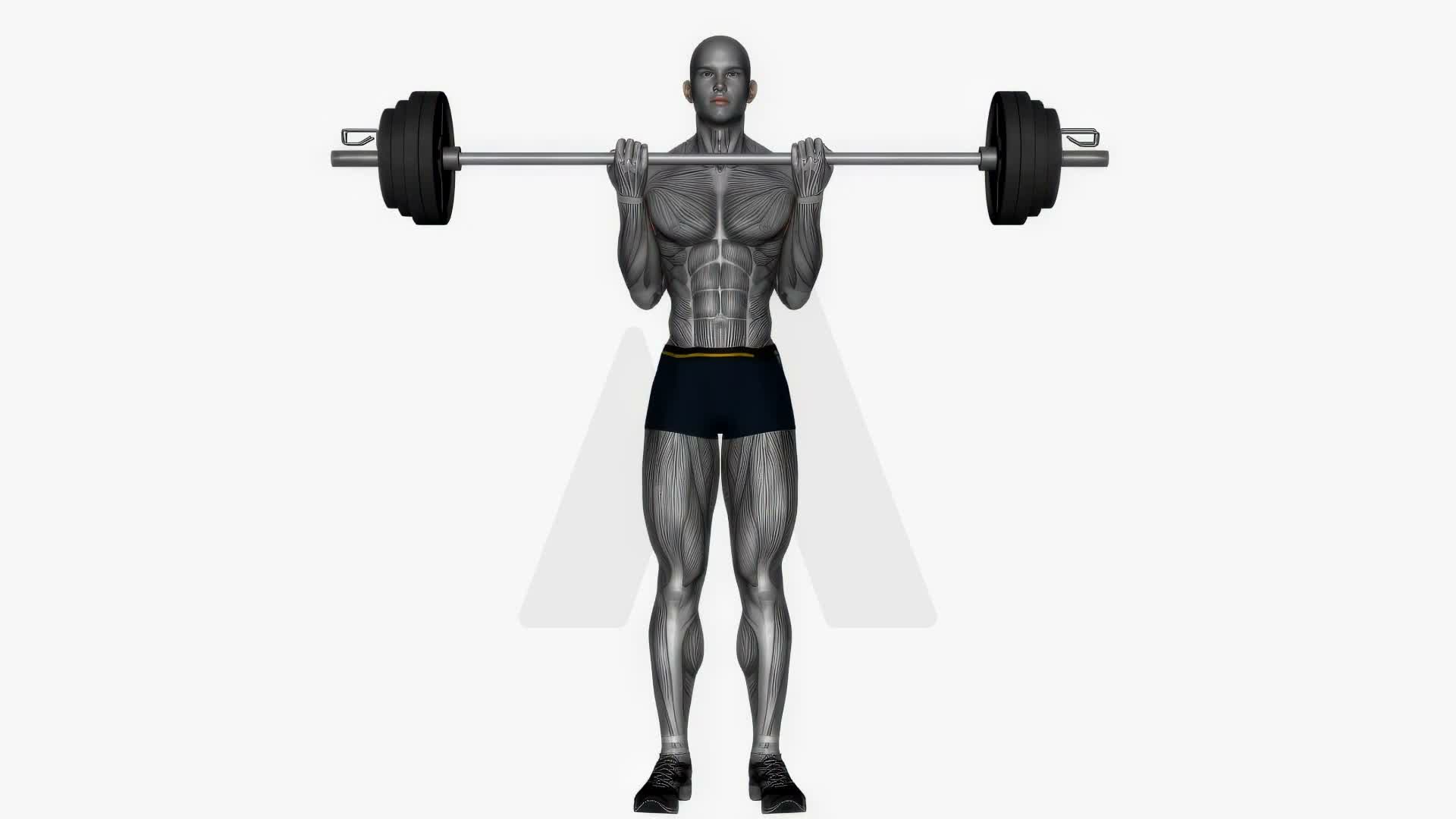 Barbell Bicep Curl Normal Grip exercise demonstration
