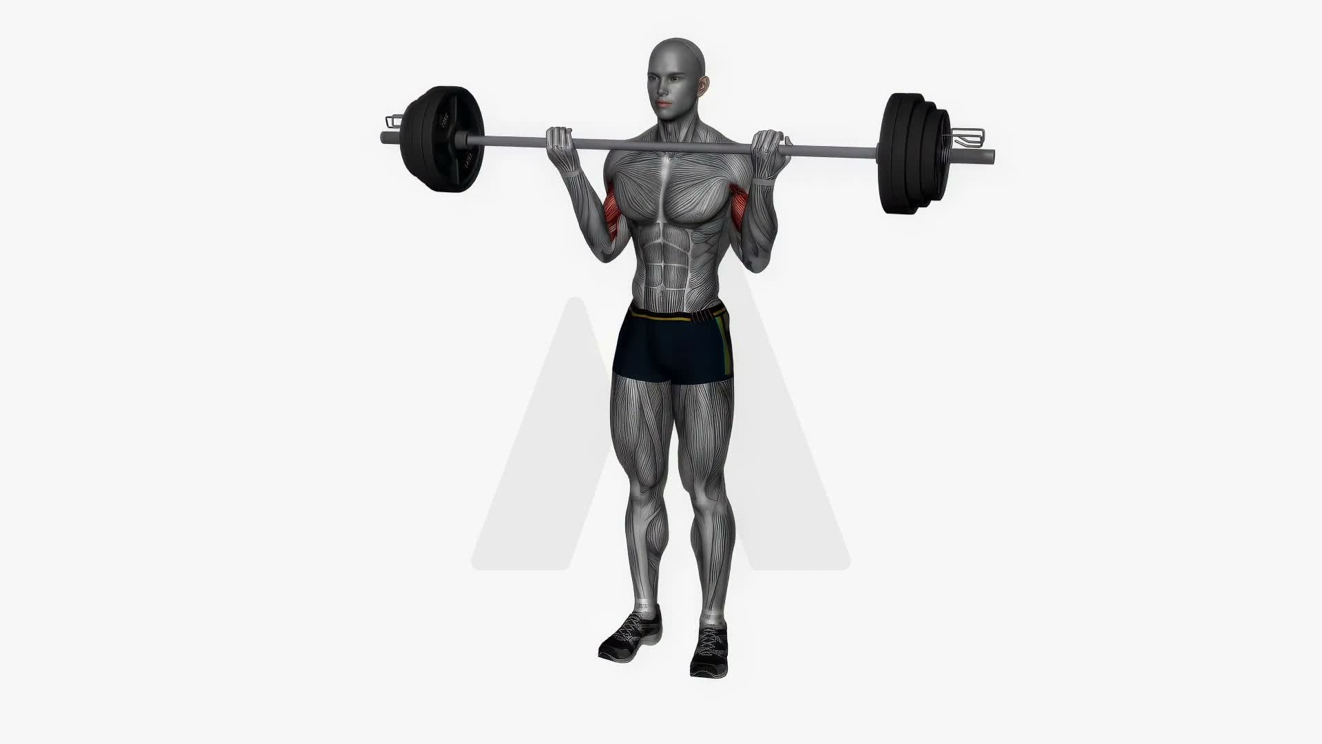 Barbell Bicep Curl Wide Grip exercise demonstration