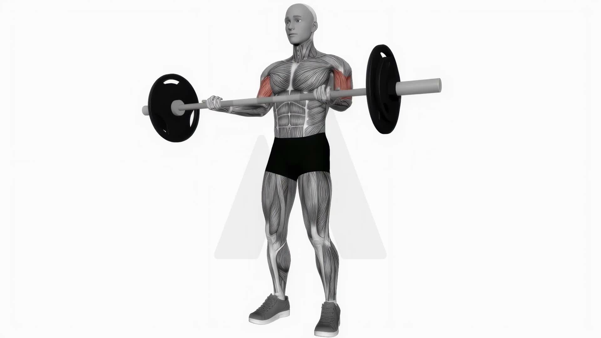 Barbell Biceps Curl exercise demonstration