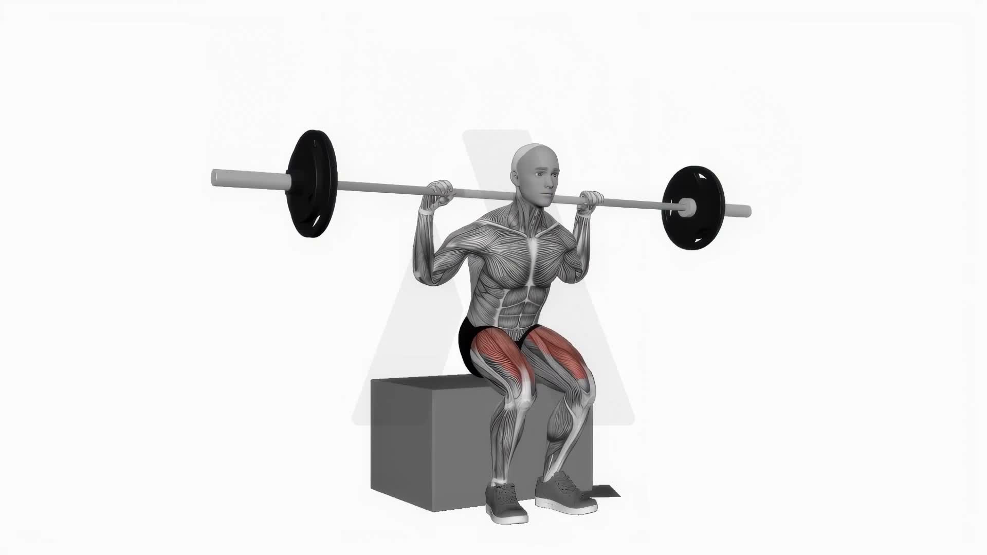 Barbell Box Squat exercise demonstration