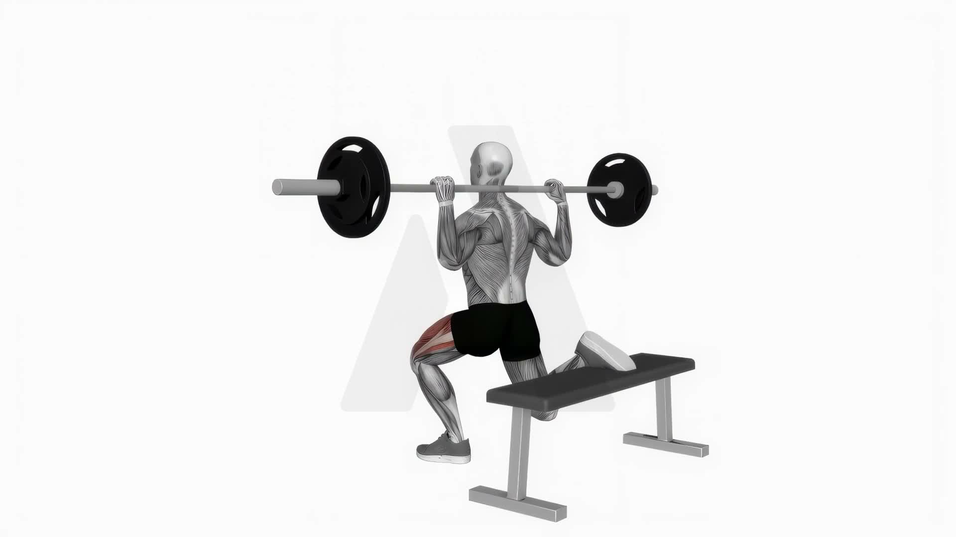 Barbell Bulgarian Split Squat exercise demonstration