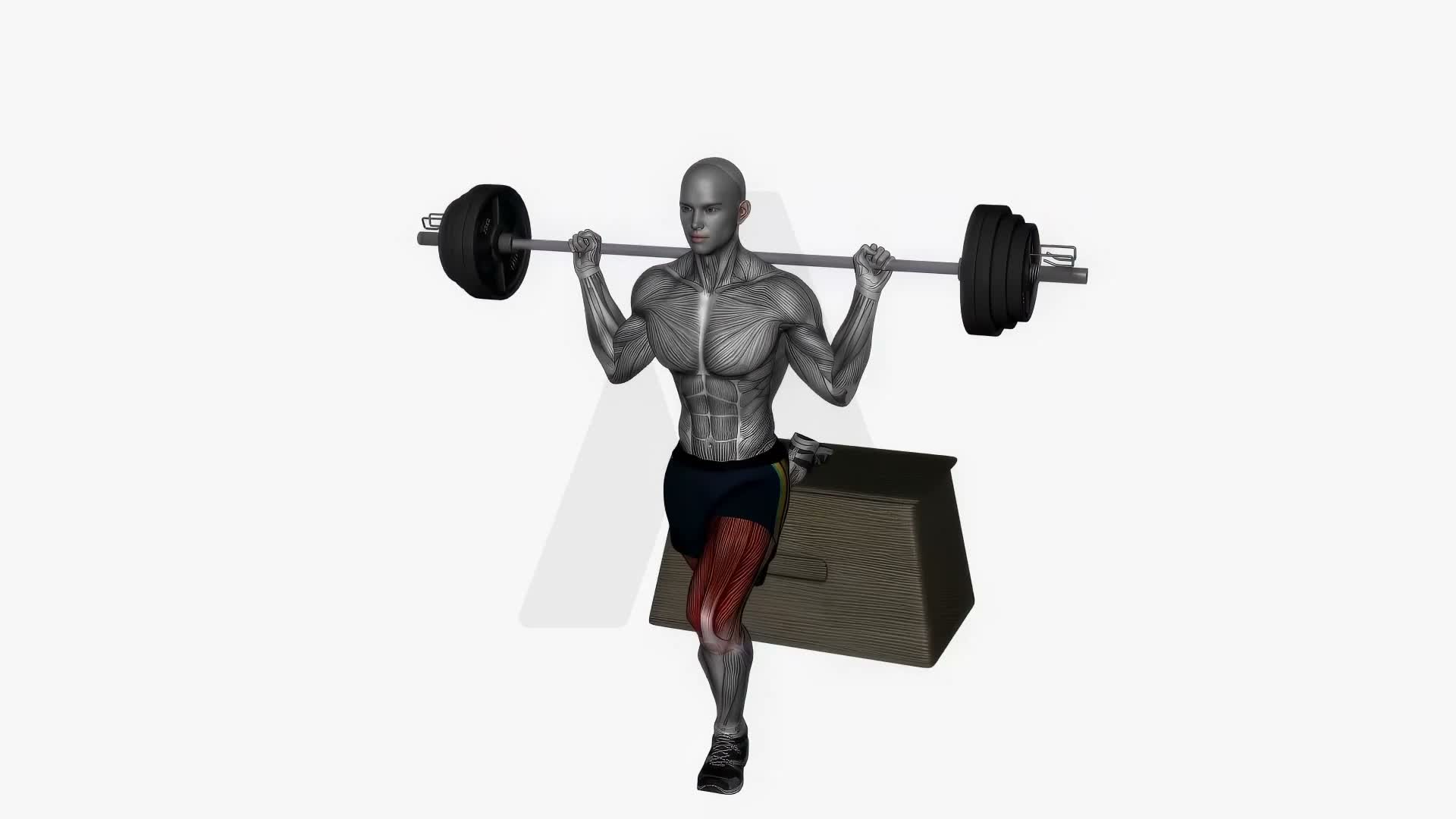 Barbell Bulgarian Split Squat Left Front Back View exercise demonstration