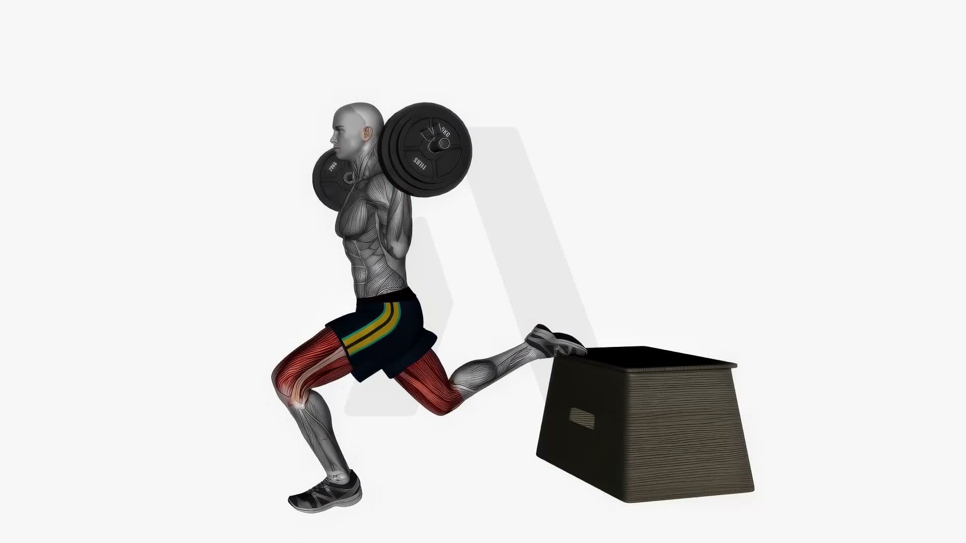 Barbell Bulgarian Split Squat Left Side View exercise demonstration