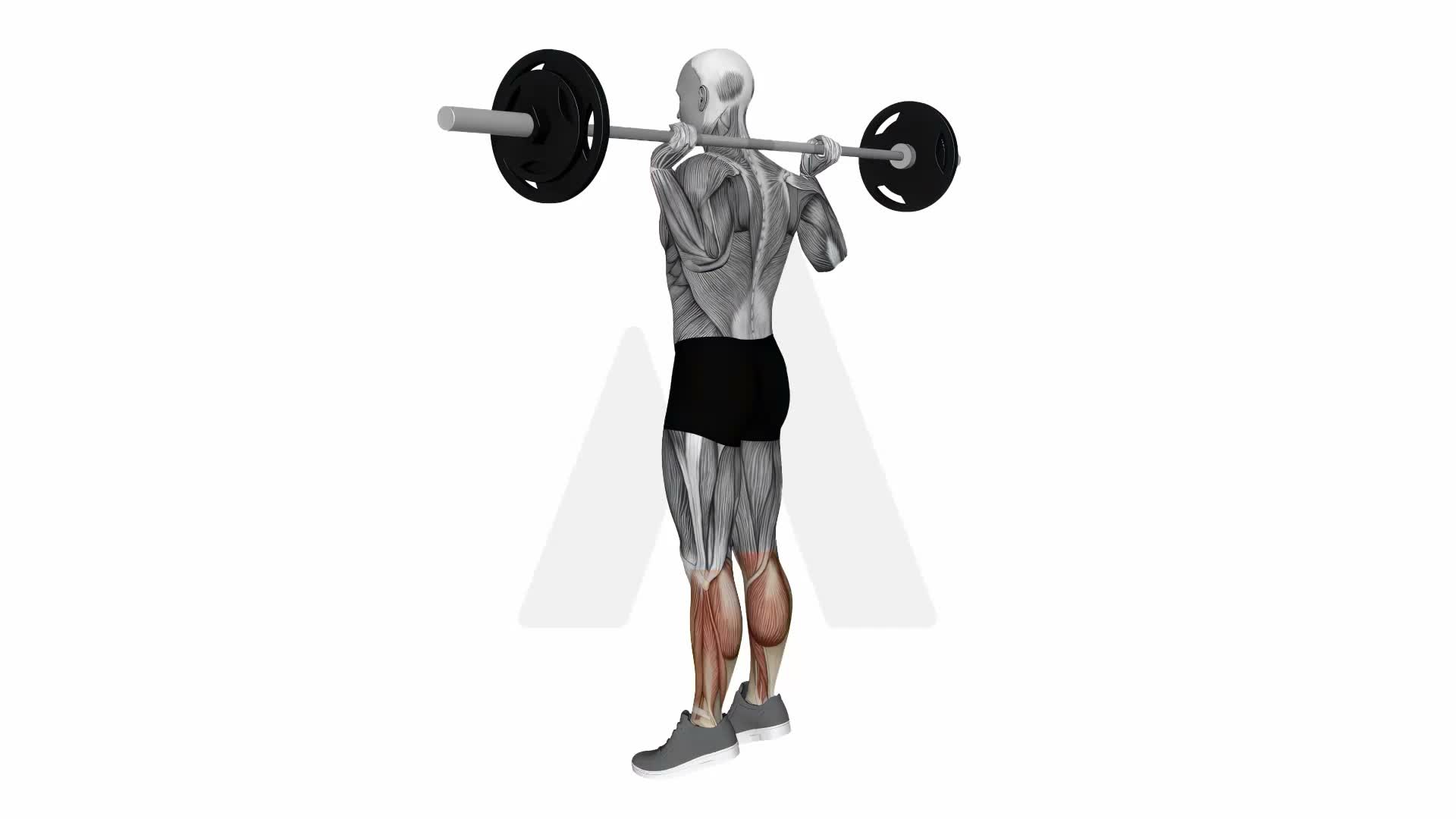 Barbell Calf Jump exercise demonstration