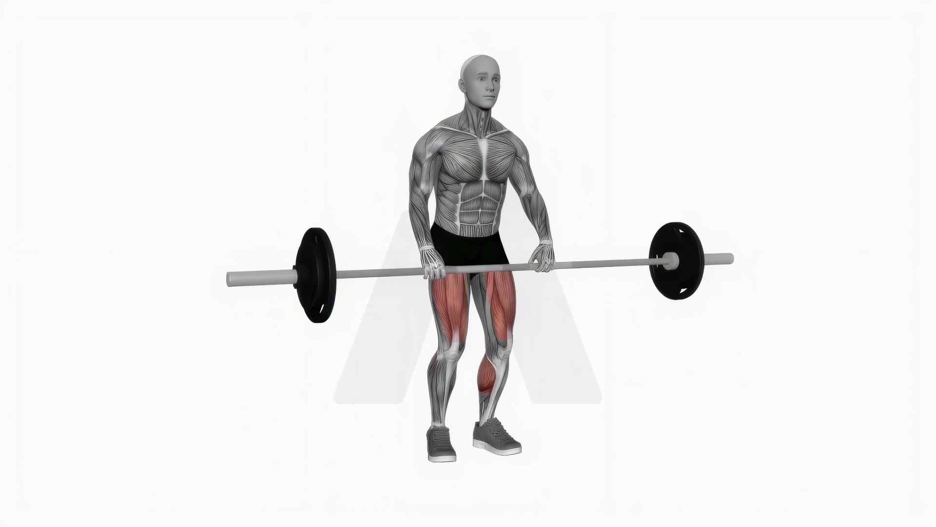 Barbell Clean Deadlift exercise demonstration