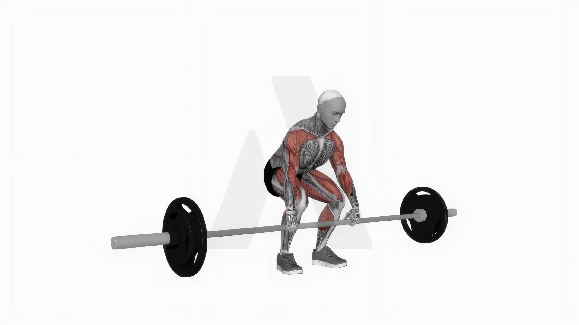 Barbell Clean Pull exercise demonstration
