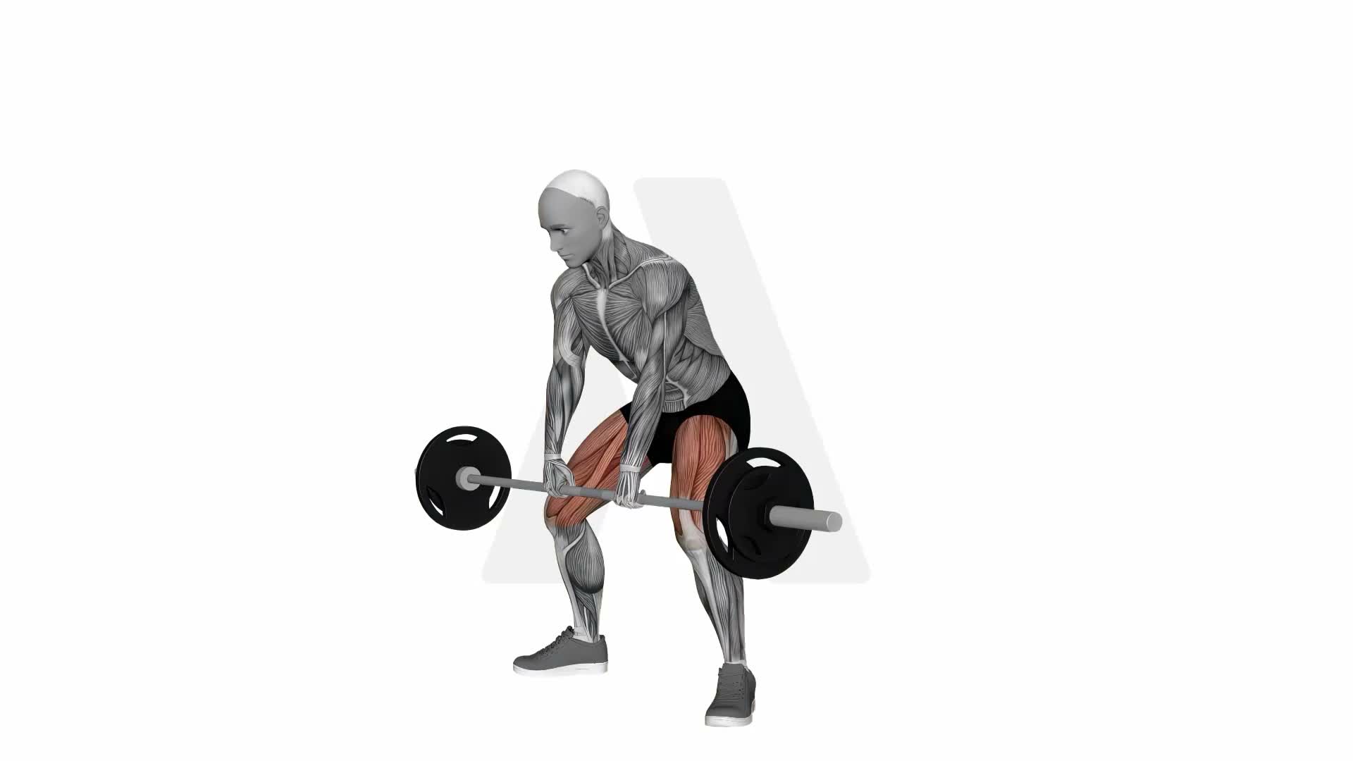 Barbell Coan Deadlift exercise demonstration