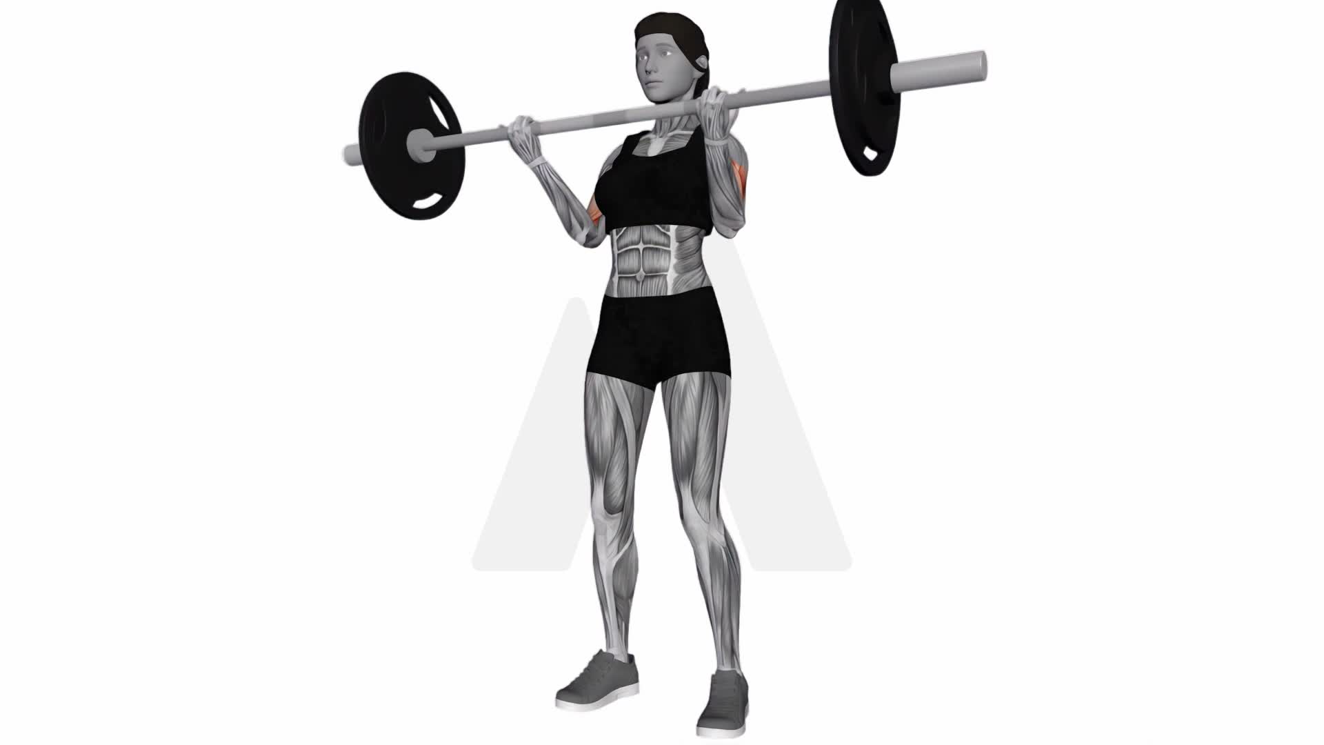 Barbell Curl exercise demonstration