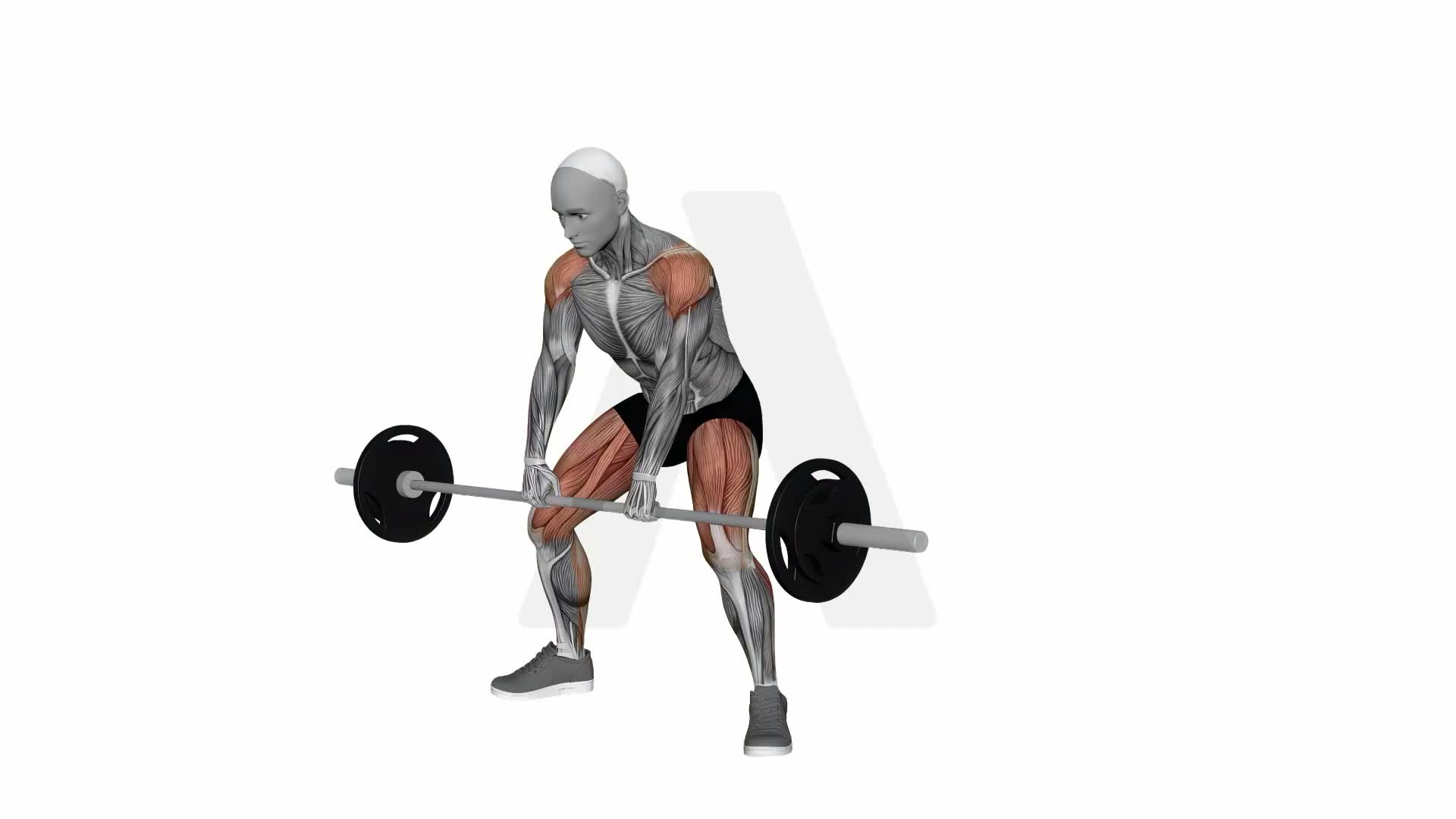 Barbell Deadlift High Pull exercise demonstration