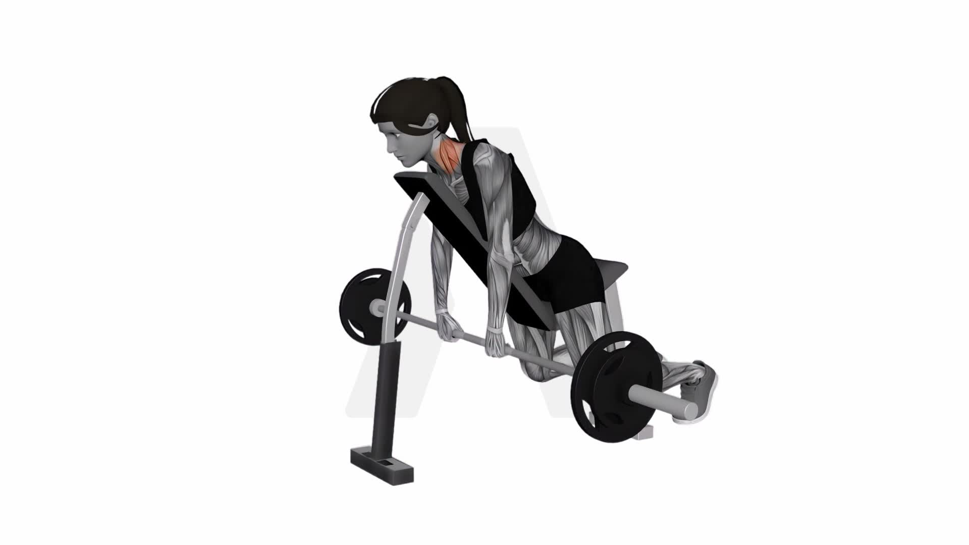 Barbell Decline Shrug exercise demonstration